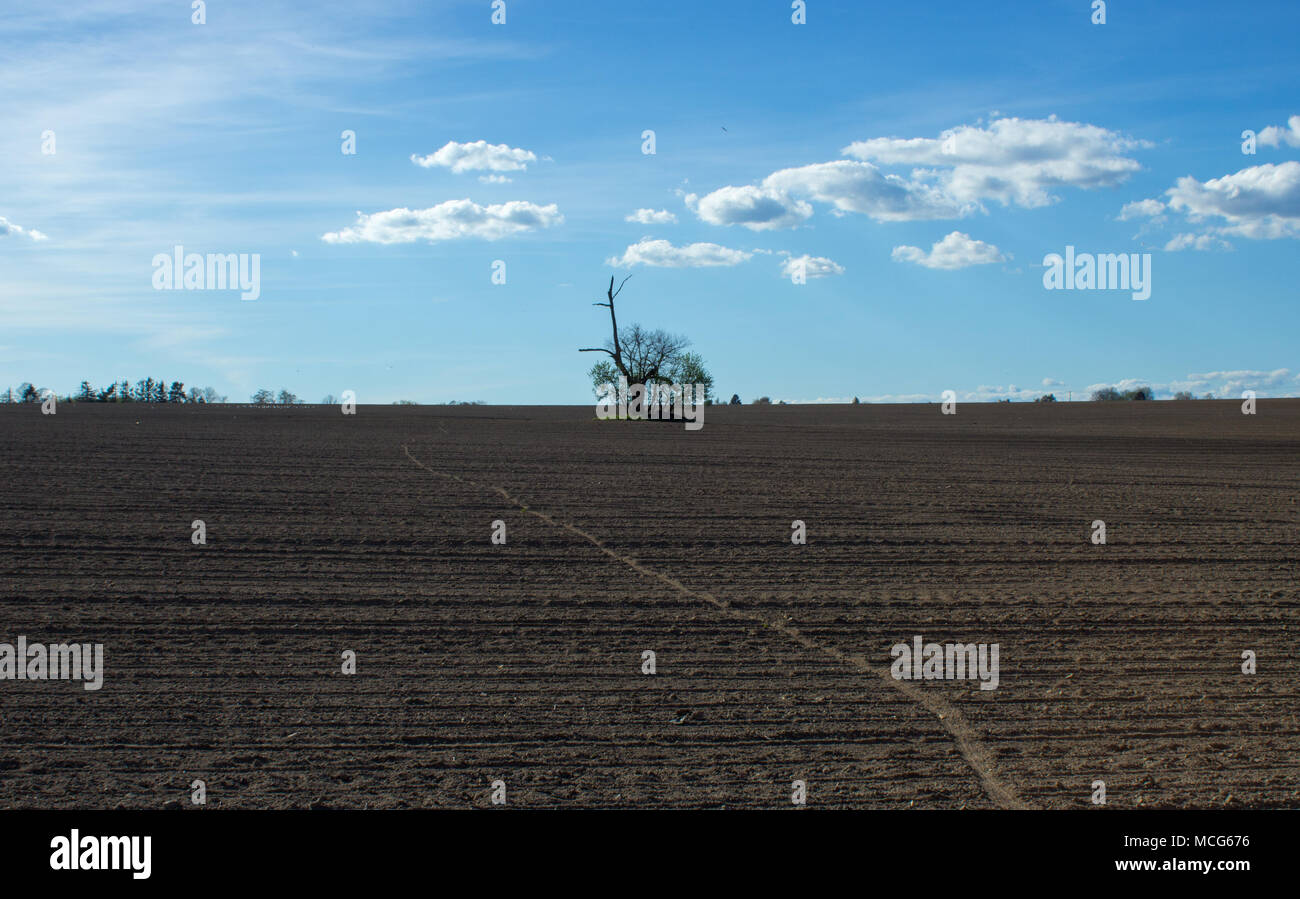 Isolated tree in the middle of a cultivated field. Through the field leads the track from the bicycle. On the background is blue sky and white clouds. Stock Photo