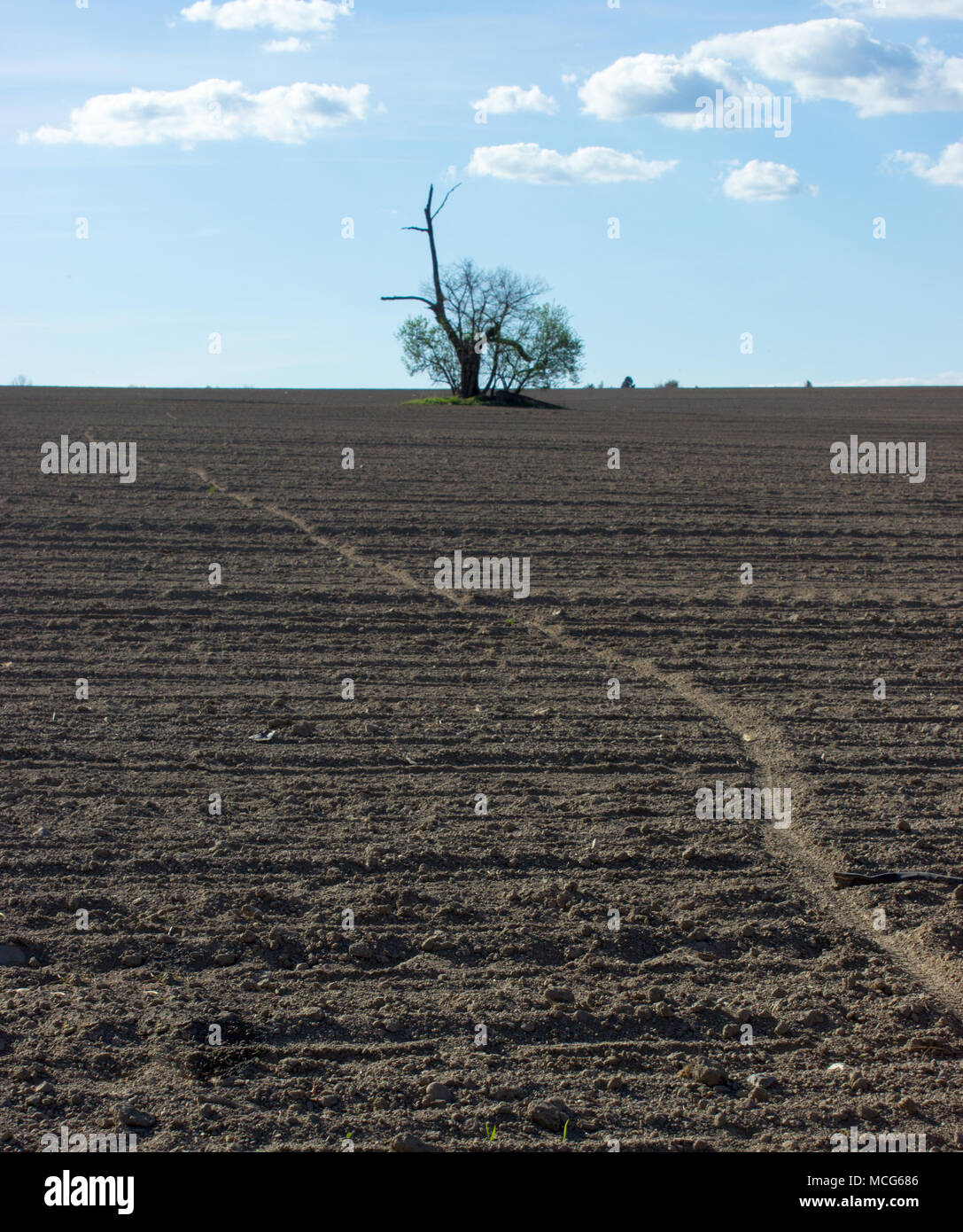 Isolated tree in the middle of a cultivated field. Through the field leads the track from the bicycle. On the background is blue sky and white clouds. Stock Photo
