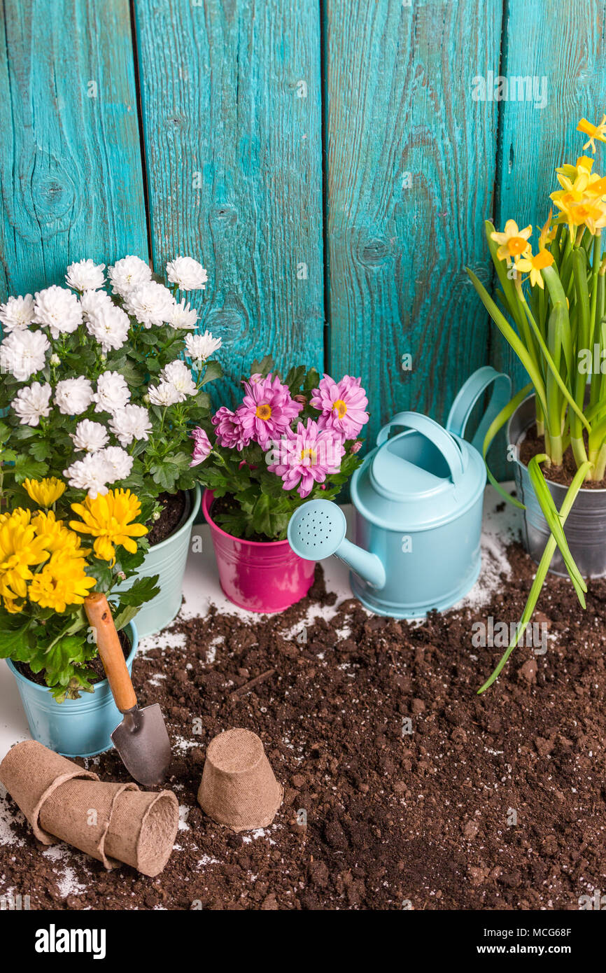 Photo of colorful chrysanthemums in pots, watering cans near wooden fence Stock Photo