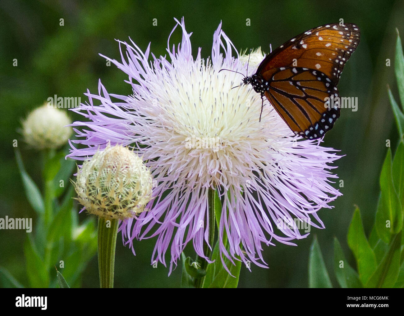 A Queen Butterfly pollinates a Basket Flower at Palo Duro Canyon State Park. Stock Photo