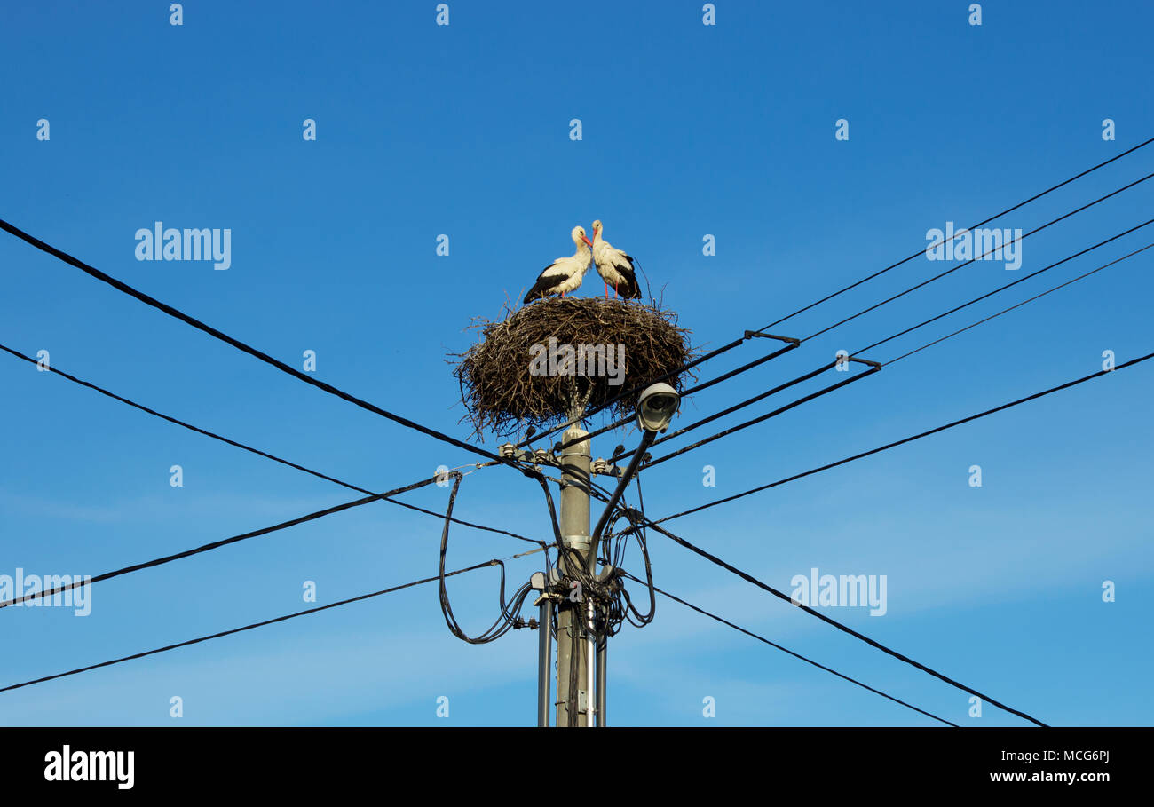 A pair of storks nests on power pole - blue sky - lamp Stock Photo - Alamy