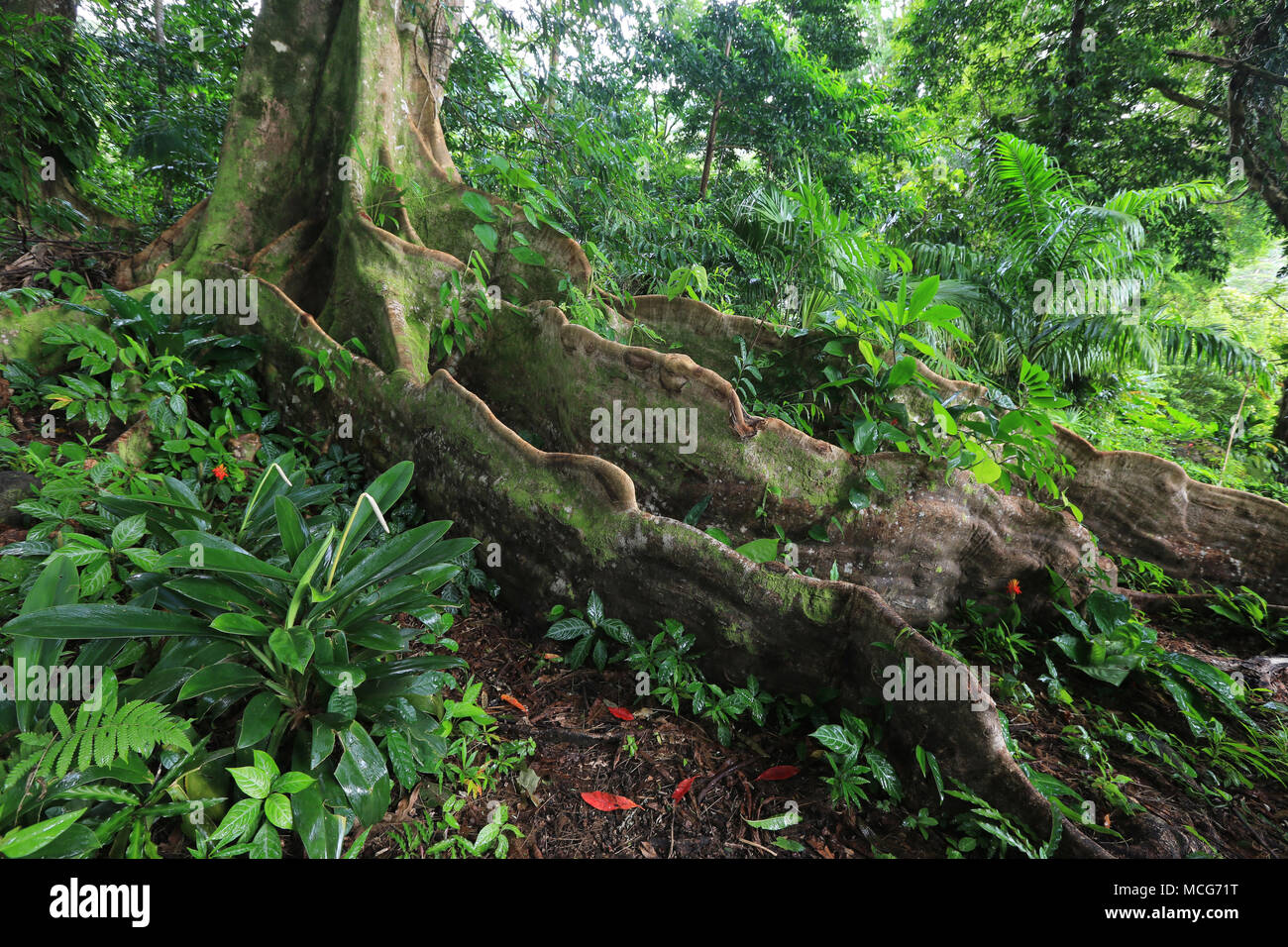 Trunk and roots of Blue Marble tree in the rain forest, Hawaii Stock Photo