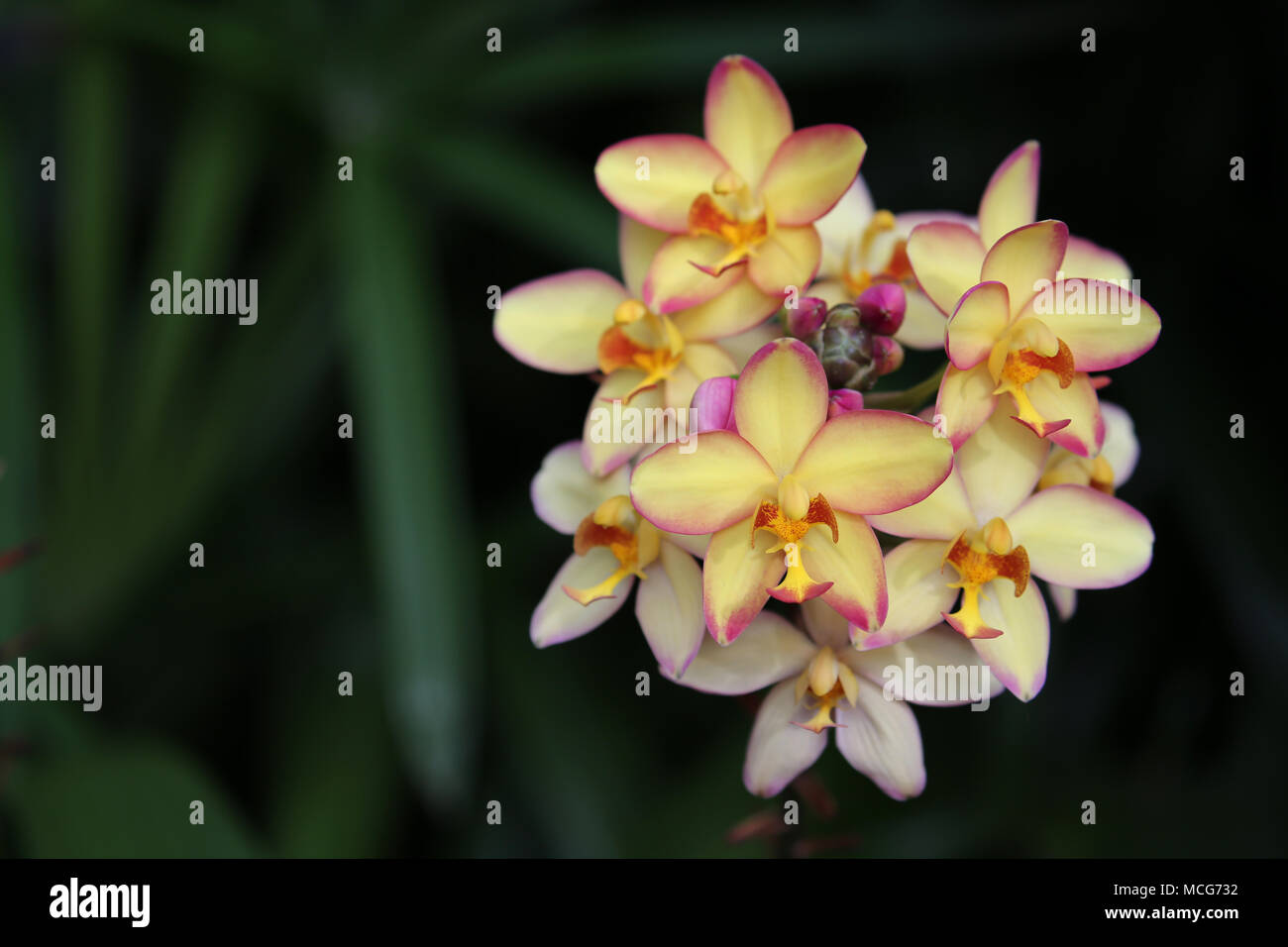 Spathoglottis orchid flower Mello Yellow Stock Photo
