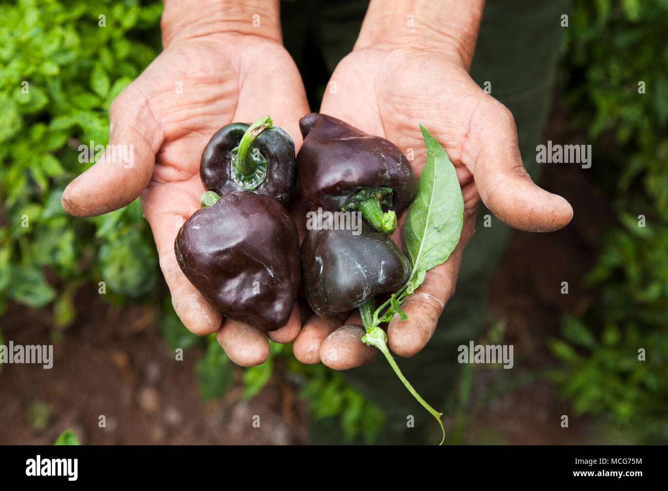A farmers hands hold out chilhuacle negro chiles on a chile farm in the Canada region of Oaxaca. The farm grows rare chiles such as chilhuacle negros  Stock Photo
