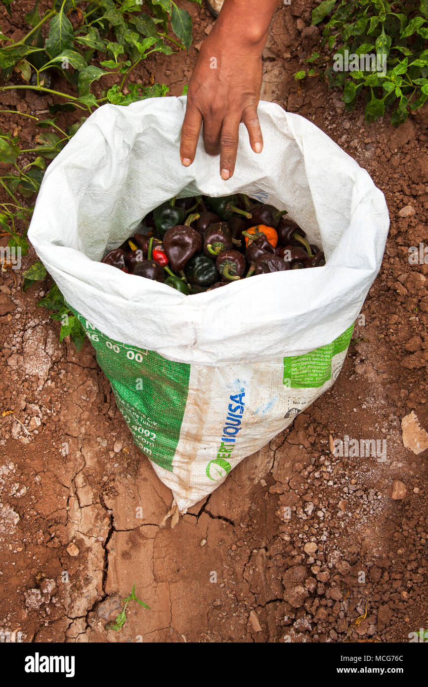 A farmers drops chiles into a bag during harvest on a chile farm in the ...