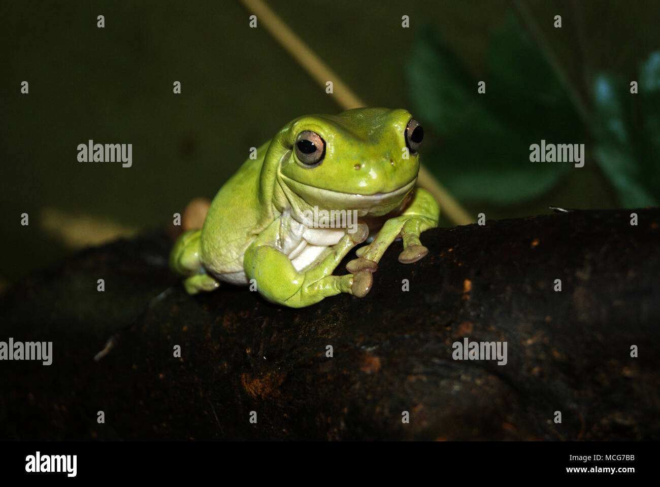 Australian green tree frog (Litoria caerulea, White's or dumpy tree frog) closeup on a dark background Stock Photo