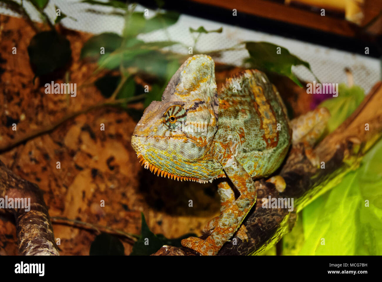 Ledig puls Grønthandler veiled chameleon (Chamaeleo calyptratus, cone-head or Yemen chameleon) in  the terrarium in profile Stock Photo - Alamy