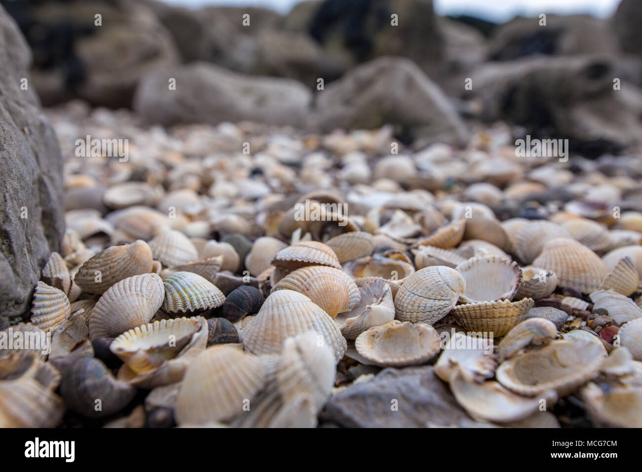 Pille of seashells hi-res stock photography and images - Alamy