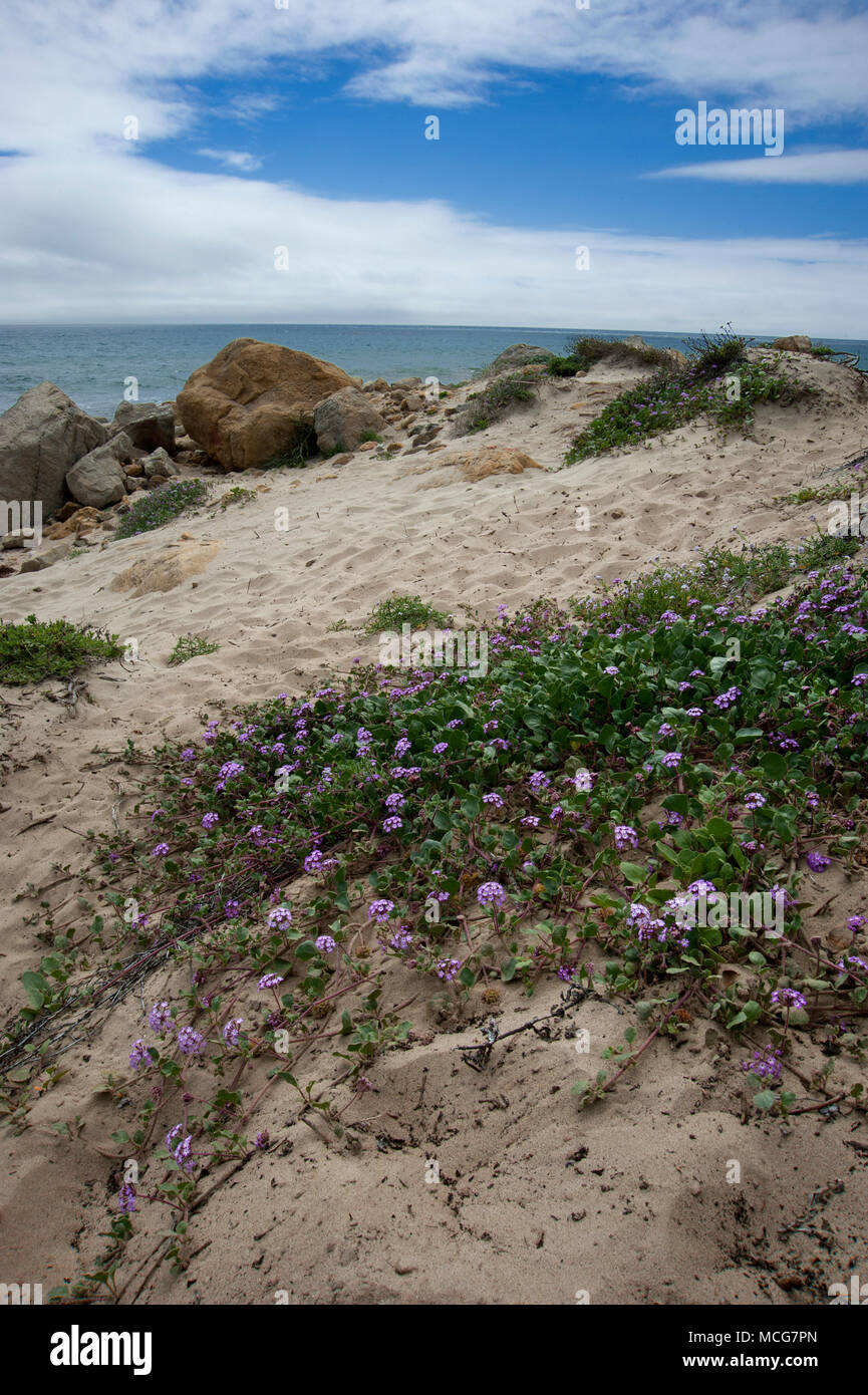 Coastal flowers on beach in Malibu, CA Stock Photo