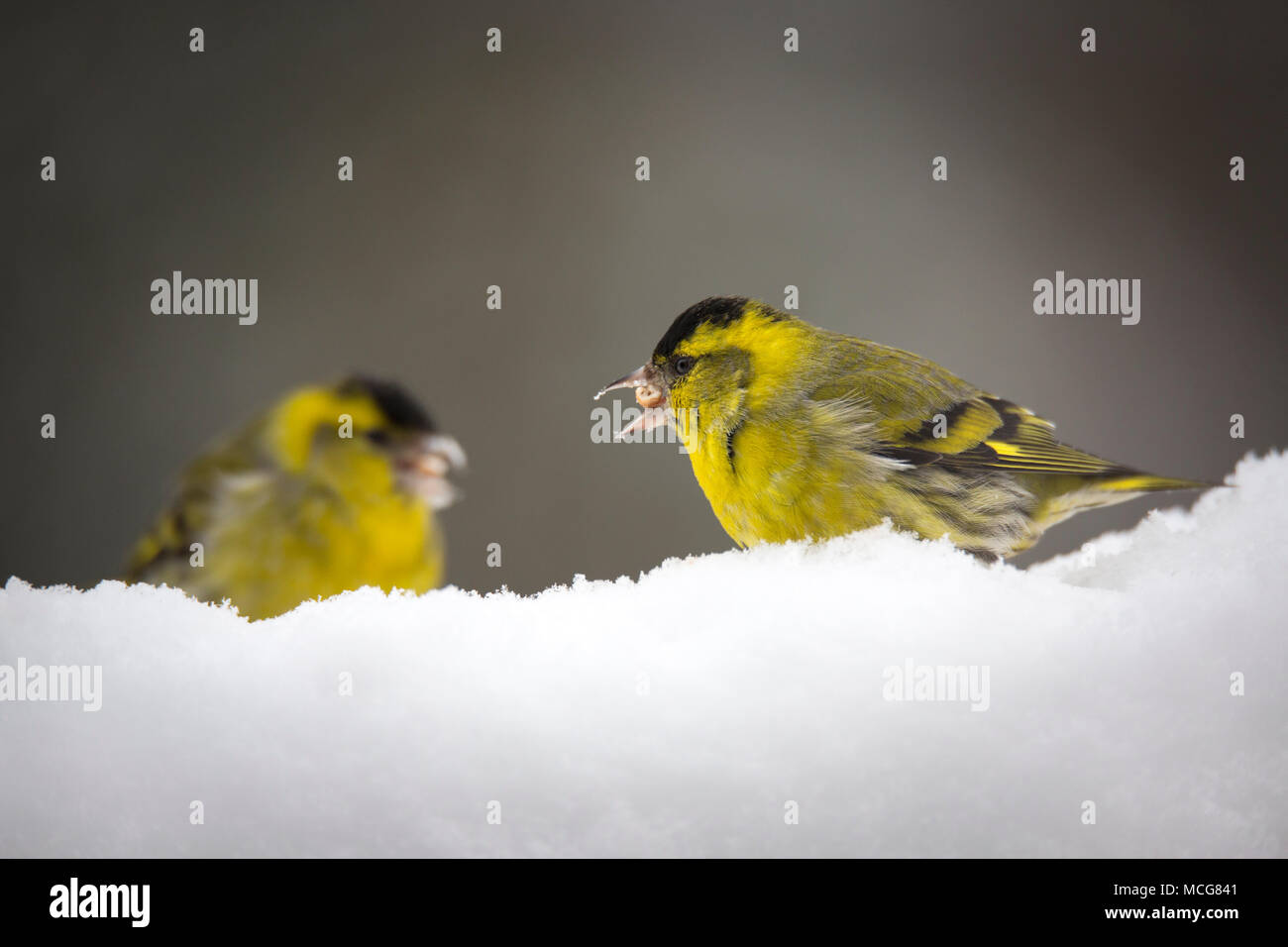 Male eurasian siskin (spinus spinus) feeding on seeds found under the snow in Winter. Tarin des aulnes mâles de nourrissant de graines en hiver. Stock Photo