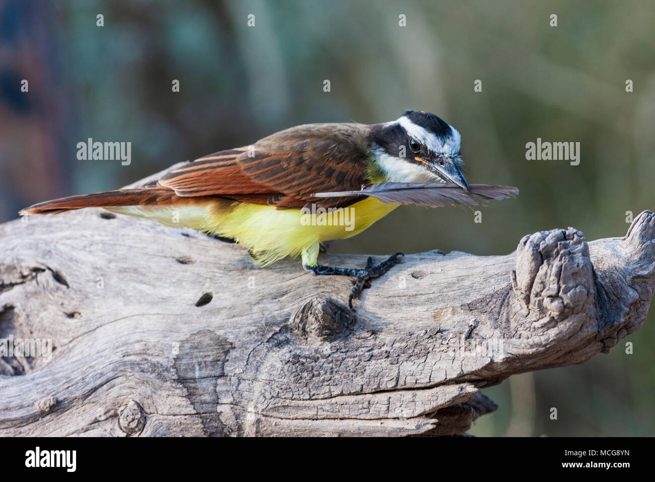 Great Kiskadee, Pitangus Sulphuratus, A Large And Colorful Bird Of The 