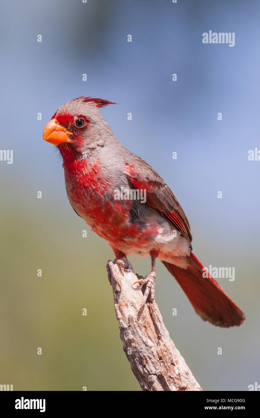 Pyrrhuloxia, Cardinalis sinuatus, a medium-sized North American bird in the same genus as the Northern Cardinal, looking for water and relief from sun Stock Photo