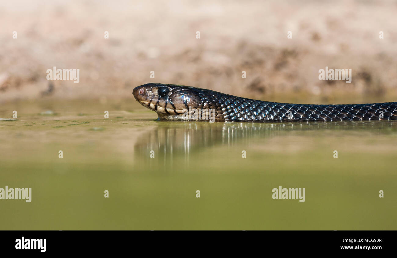 Texas Indigo Snake, Drymarchon melanurus erebennus, coming for water to a pond in South Texas. Texas indigo snakes prefer lightly vegetated areas. Stock Photo