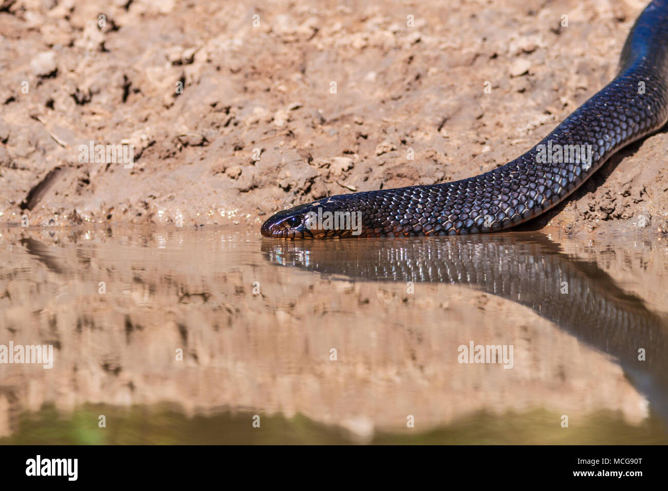 Texas Indigo Snake, Drymarchon corais erebennus,  swimming in pond on a ranch in South Texas. Stock Photo