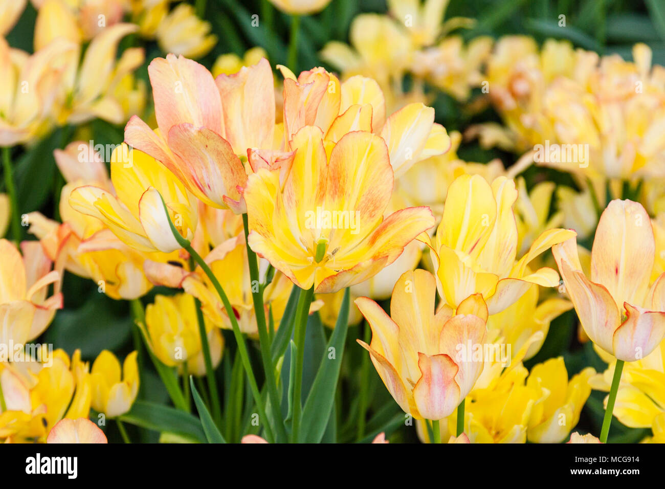 Tulip, Tulipa 'SUNSHINE CLUB',  at Keukenhof Gardens in South Holland in The Netherlands. Stock Photo