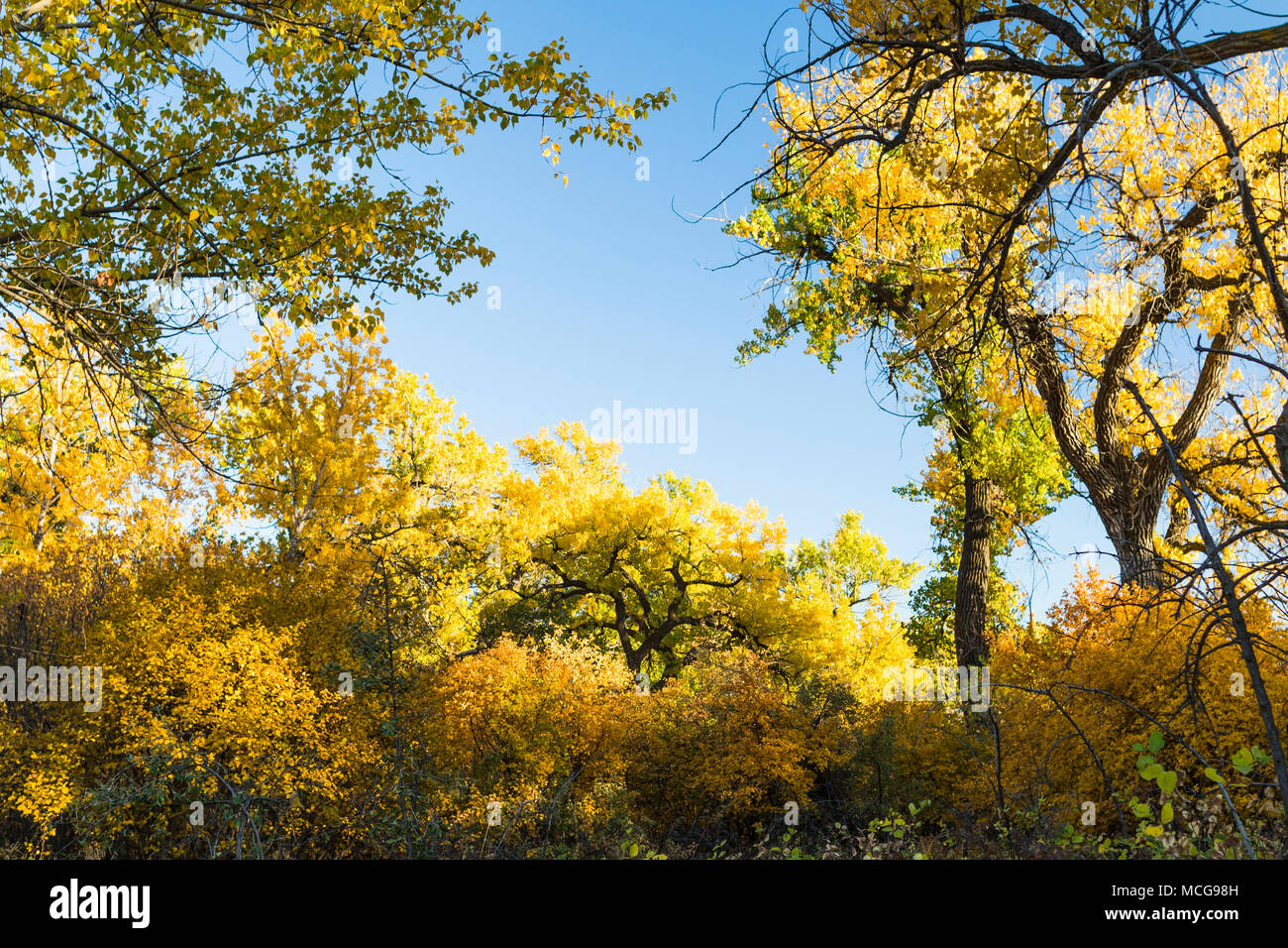 Cottonwood trees display beautiful autumn colours, Indian Battle Park