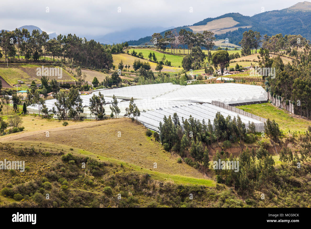 Greenhouse farm in the Ecuadorian sierra, Andes, Pichincha Stock Photo