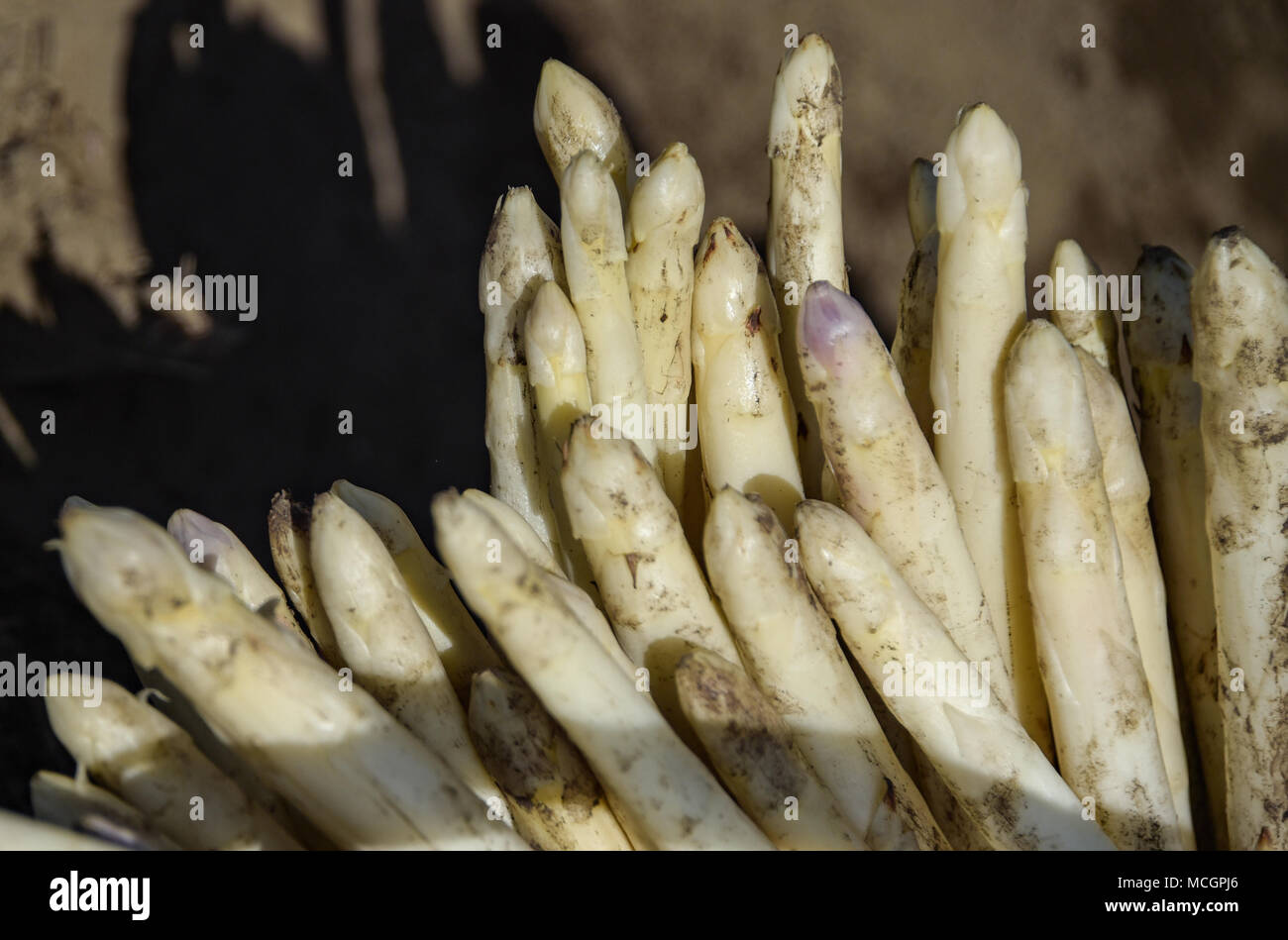 17 April 2018, Harnbek, Germany: Harvested white asparagus lying in basket on a field in the district of Herzogtum Lauenburg. The asparagus season has now opened in Schleswig-Holstein. Photo: Axel Heimken/dpa Stock Photo