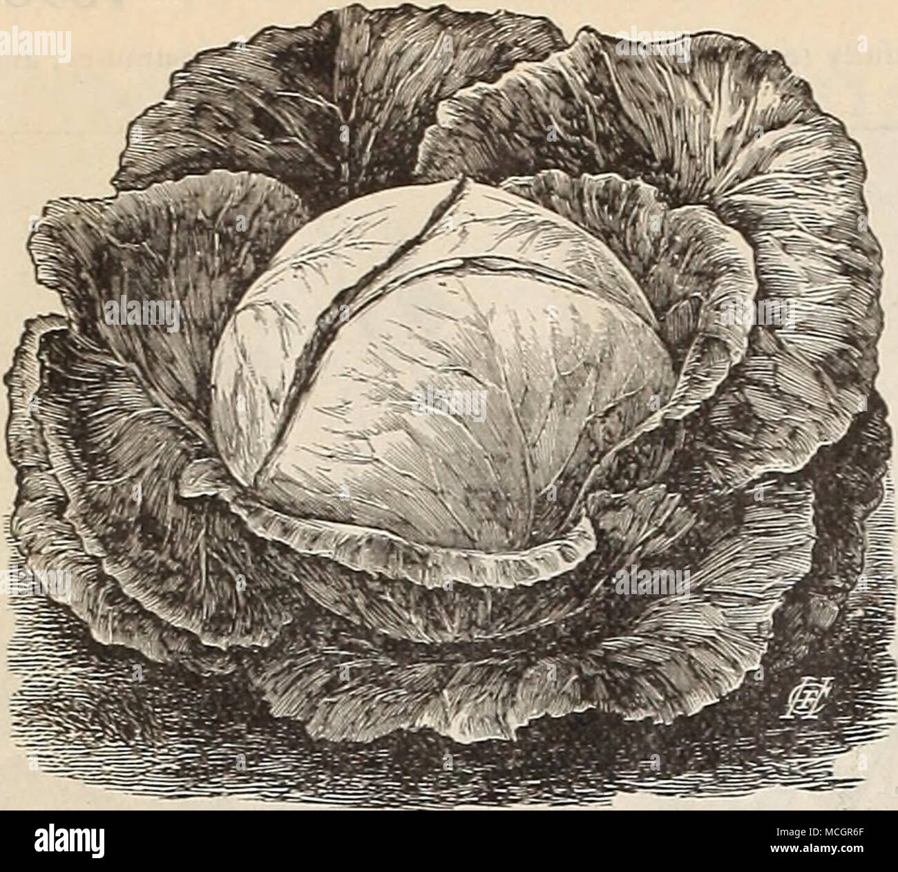 . Cabbage, •' Golden Sugar Winter. CELERY. New Golden Rose Self=blanching. In character this va- riety is identical with the (jolden Self-blanching, except the color, which IS a beautiful rosy tinge, shading to very pale pink at top of stalk ; the ribs lie prominent and the ^tein thick, solid and biutle; being of hardy nature, it possesses good keeping qualities. While It is very ornamental, veiy early, and positively self-blanching.it bleaches to a beautiful golden- yellow at the heart after storing for winter. It CABBAGE—Golden Sugar Winter. This excellent v.iriety was introduced in Europe f Stock Photo
