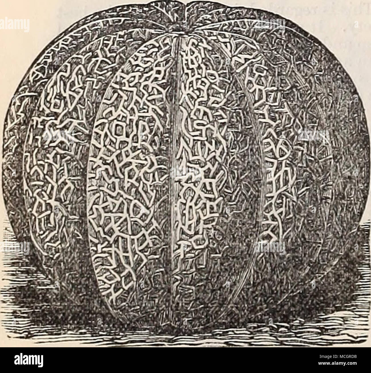 . thick and lus- cious, and ripens clear to the rind ; melons of medi- um size, beauti- iully netted. Pkt. 5 cts.; oz. 15 A cts.; i lb. 40 cts. 11 Columbus. This very attractive new variety com- bines in a high degree sweetness and fine keeping and cropping qualities. Its beautiful buff skin is covered with a very thin whitish netting, flesh green, very solid and thick. Pkt, 5 cts.; oz. 15 cts.; i lb. 40 cts. Miller Cream, or Osage. A remarkably good variety, of large size and delicious flavor; a favorite among truckers. The fruits are large and round, with light green, netted skin, and thick, Stock Photo