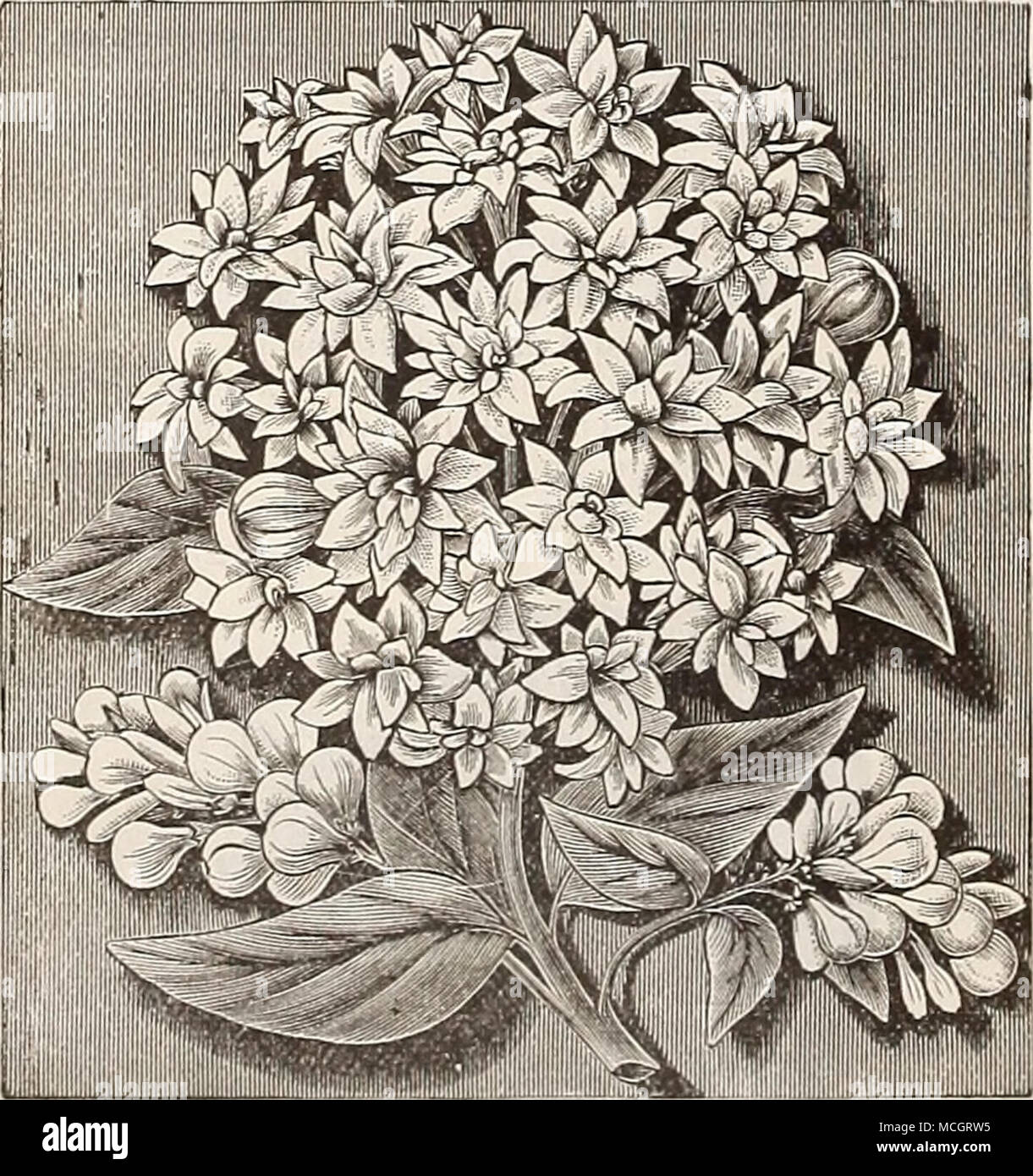 . Bouvardia, Alfred Nkunbr. BOUYARDIAS. Shrubby plants, with corymbs of white, rose, crimson and scarlet flowers, blooming during the autumn and winter. Alfred Neuner. Purest waxy-white. (See cut.) Davidsoni. The be--t of the single white varieties. Hlllllboldti Corymbiflora. Pure white, fragrant. President Cleveland. Dazzling scarlet flowers. Rosea Multiflora. Beautiful shade of salmon rose. 15 cts. each, set of 5 for 60 cts. Stock Photo
