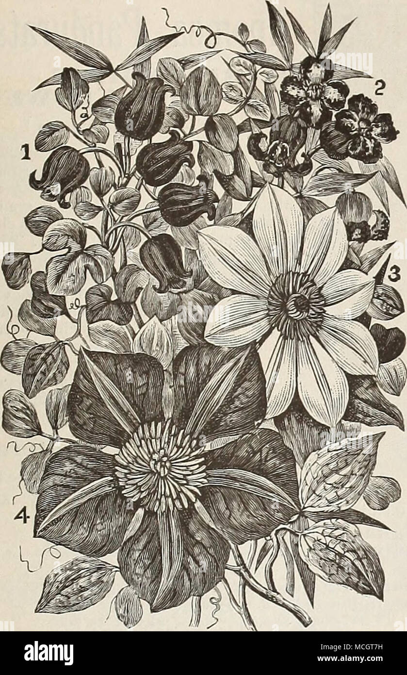. I. Coccinea 2. Crispa. 3. Anderson Henryi. 4. Jackmanni. Clematis. The attention paid this class of plants by growers has re- sulted in the production of many charming varieties bearing magnificent flowers of suberb coloring. For covering walls, trellises or verandas, old trees or ruins, or as specimens on the lawn or in borders, or for massing in large beds on the lawn, they have scarcely an equal, certainly no superior. Alba Mag'na. Pure white, with purplish-brown anthers. Anderson Henryi. Creamy white, large and handsome. Countess LiOVelace. Bluish lilac, rosette-shaped. Duchess Of Edinbu Stock Photo