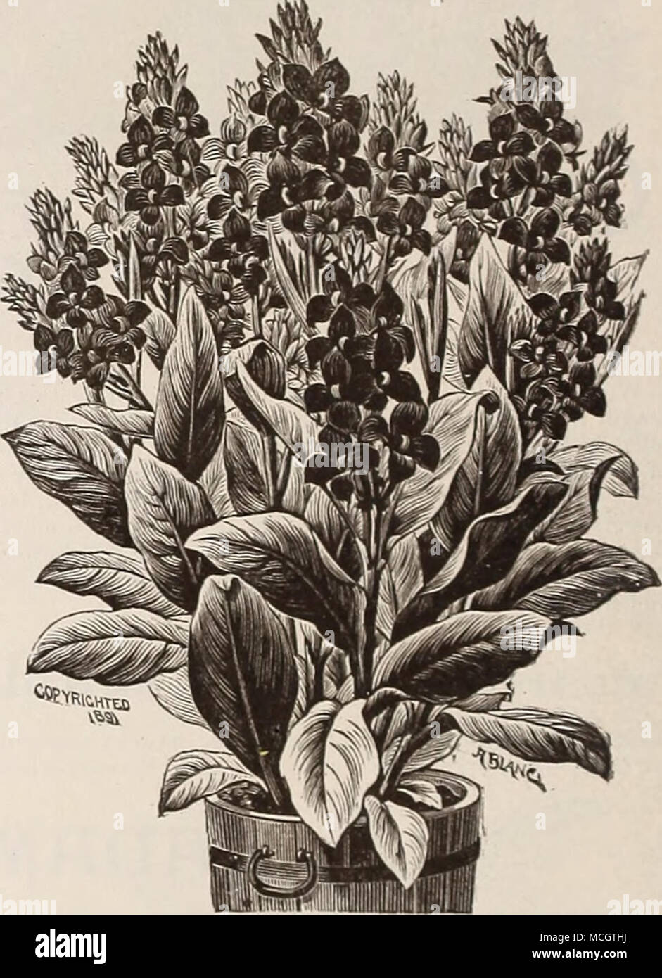 CANNAS. GENERAL COLLECTION. Star of 1 1. Of dwarf compact habit