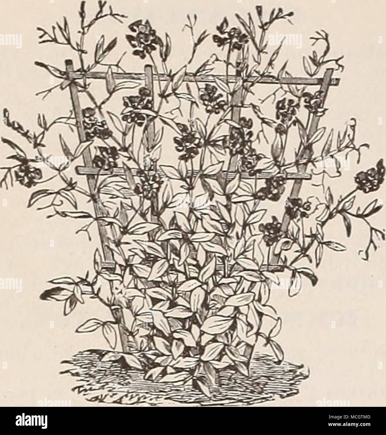 Everlasting Pea. LATHYRIS. (Everlasting Pea.) Showy, free-flowering plants,  for covering old stumps, fences, etc.; hardy perennials; 5 feet. PER PKT.  6010 Lathyrus Latifolius, Mixed. Flowers purple and white. Per oz., 60