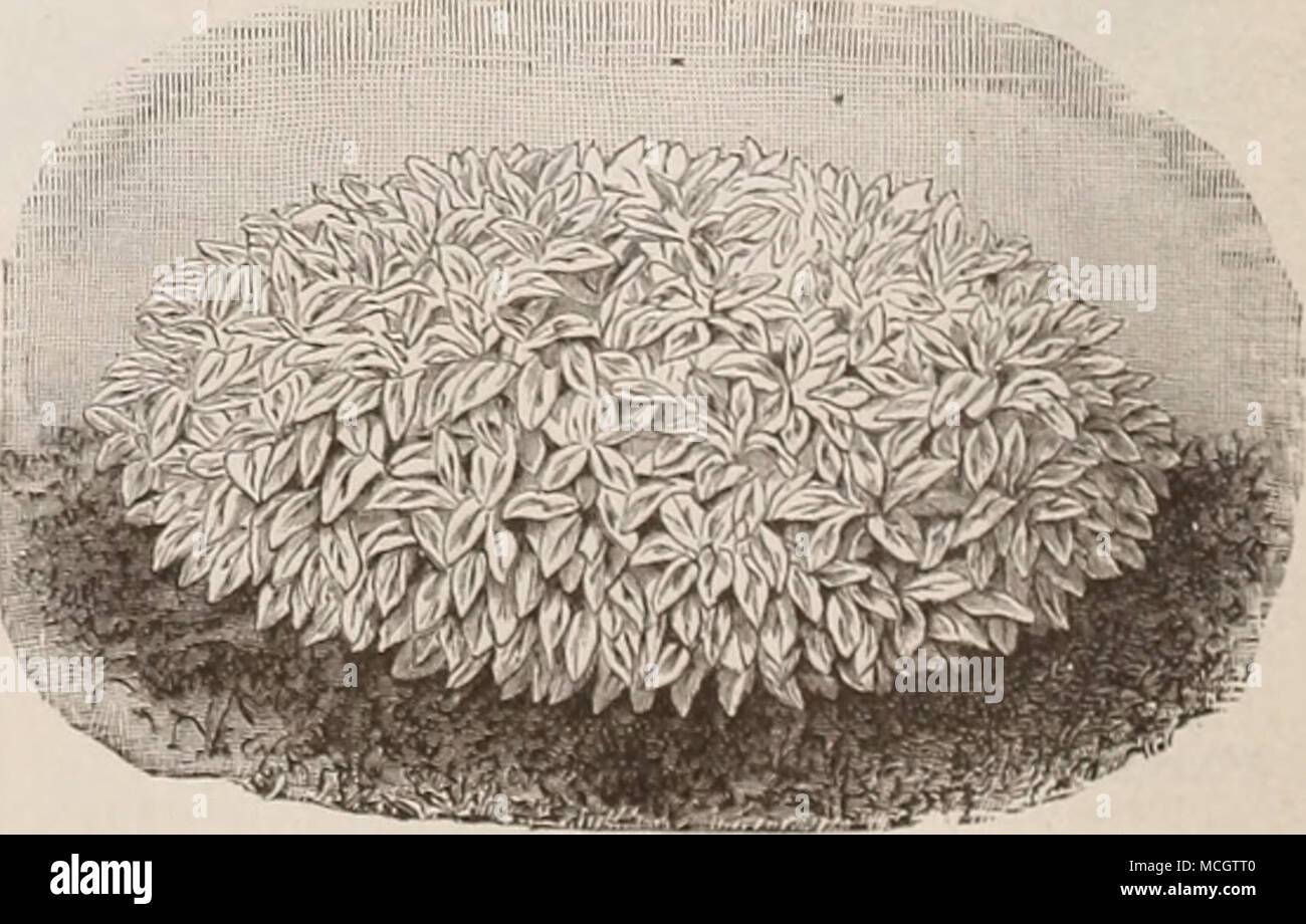Add For Postage On Turnip Seed 8 Cents Per Pound Farm Seeds Are Sent By Express Or Freight At Purchasers Expense Add For Postage On Turnip Seed 8 Cents Per Pound Farm Seeds Are Sent By Express Or Freight At Purchasers Expense