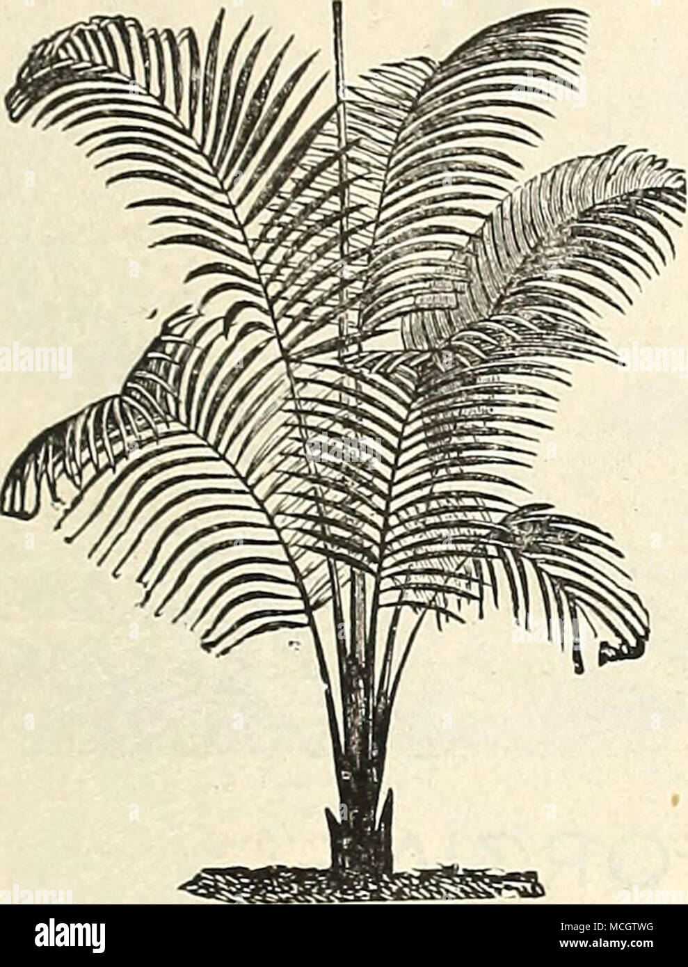 . Chamserops Excelsa. A handsome Fan Palm, of rapid, easy culture. 50 cts. Cocos Weddelliana. The most relegant and graceful of all the smaller Palms. The Cocos are admirable for fern dishes, as they are of slow growth and maintain their beauty for a long time. 50 cts. to fl.OO each. Cocos Weddelliana. Areca Sanderiana. A beautiful new species, with deep glossy green foliage and red stems. 51.50 to $3.00 each. Areca Sapida. A strong upright growing variety with dark green feathered foliage. $1.00 to $3.00 each. Areca Verschaffelti. One of the most elegant varieties, with dark shining green fol Stock Photo