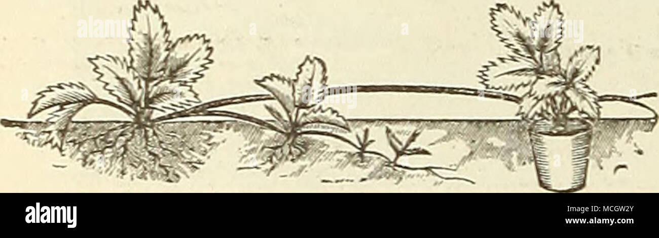 . Strawberries—Pot-Grown. To cultivate the Strawberry for family use, we recommend planting in beds 4 feet wide, with an alley 2 feet wide between each bed. These beds will accommodate 3 rows of phints, which niav stand 15 inches apart ea'ch way and tile outside row 9 inches from the alley. The beds can be kept clean easier and the fruit gathered without setting the teet upon them. The ground shoukl be well prepared by trenching or ploui:hing at least 10 nr 12 inches deep, and be enriclied with well-rotted manure, ground bone, wood ashes, or anv good fertilizer. When the ground freezes in the  Stock Photo