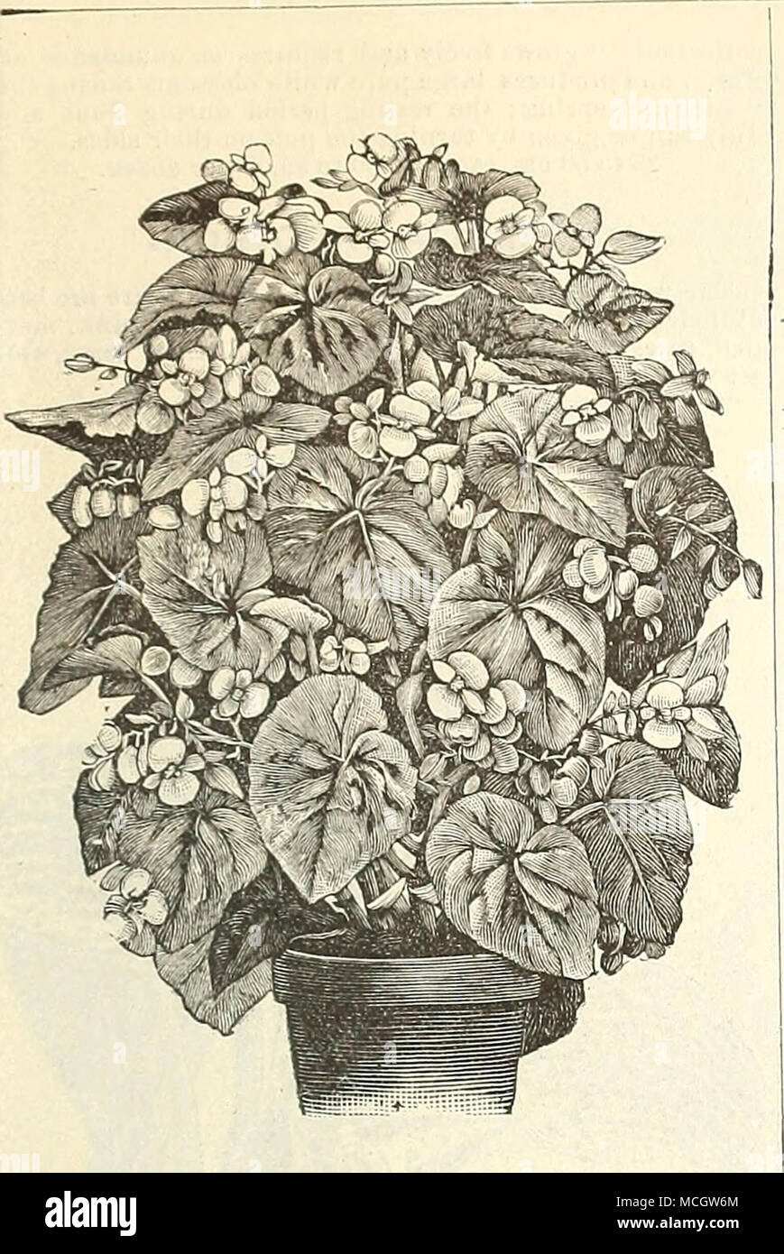 . BEGONIAS. GENERAL COLLECTION OF THE BEST OLD AND NEW VARIETIES. Alba Picta. A pretty species from Brazil, distinct in cliiiracter. It is shrubby in habit and of compact growtli. The leaves are glossy green, freely spotted witli brisht silvery white. Will make a really useful and pretty plant for decorative purposes. 2.5 cts. each, Argeiitea Guttata. A cross between Begonia -Olbia and Alba Picta; with foliage of large size, of a rich greeu spotted with silver ; a beautiful variety. 25 cts, Diadema. A new upright-growing species with deeply- cut foliage of a rich green, spotted with silvery wh Stock Photo