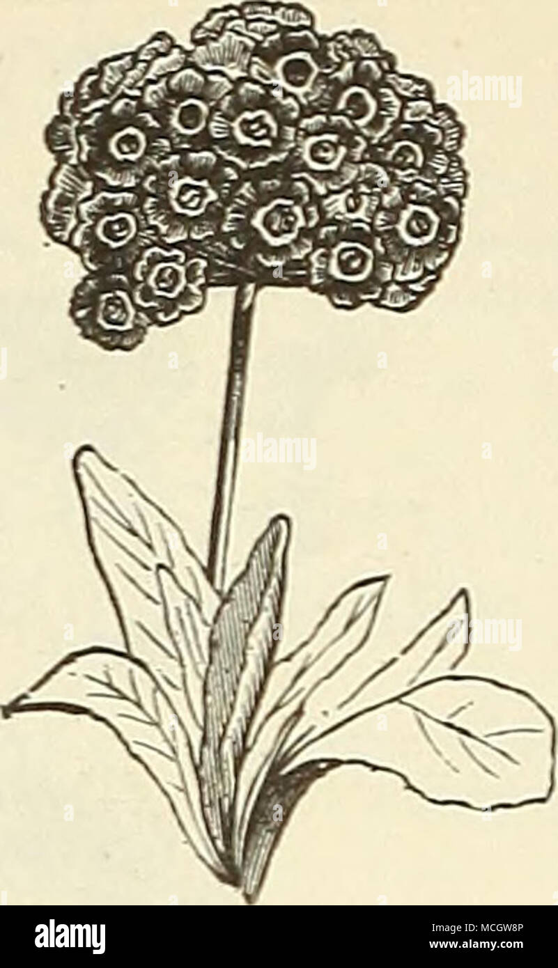 . Primula Japonica. HARDY PRIMROSES. These are among the best of the early spring bloom- ing plants. With a slight protection they will stand the winter, but do better if protected by a cold frame. per pkt. 6432 Primula Japonica. Bright and showy flowers, borne in whorls on stems 6 to 9 inches long; mixed colors 15 6433 Primnla Cortusoides Amcena Graudiflora. A charming variety bearing dark crimson flowers with distinct white&quot;eye 25 6415 Primnla Veris (English Coteslip). Flowers of different colors, yellow, brown, and yellow edged, etc.; very fragrant; 6 inches 10 6431 Primula Vnlgaris. T Stock Photo