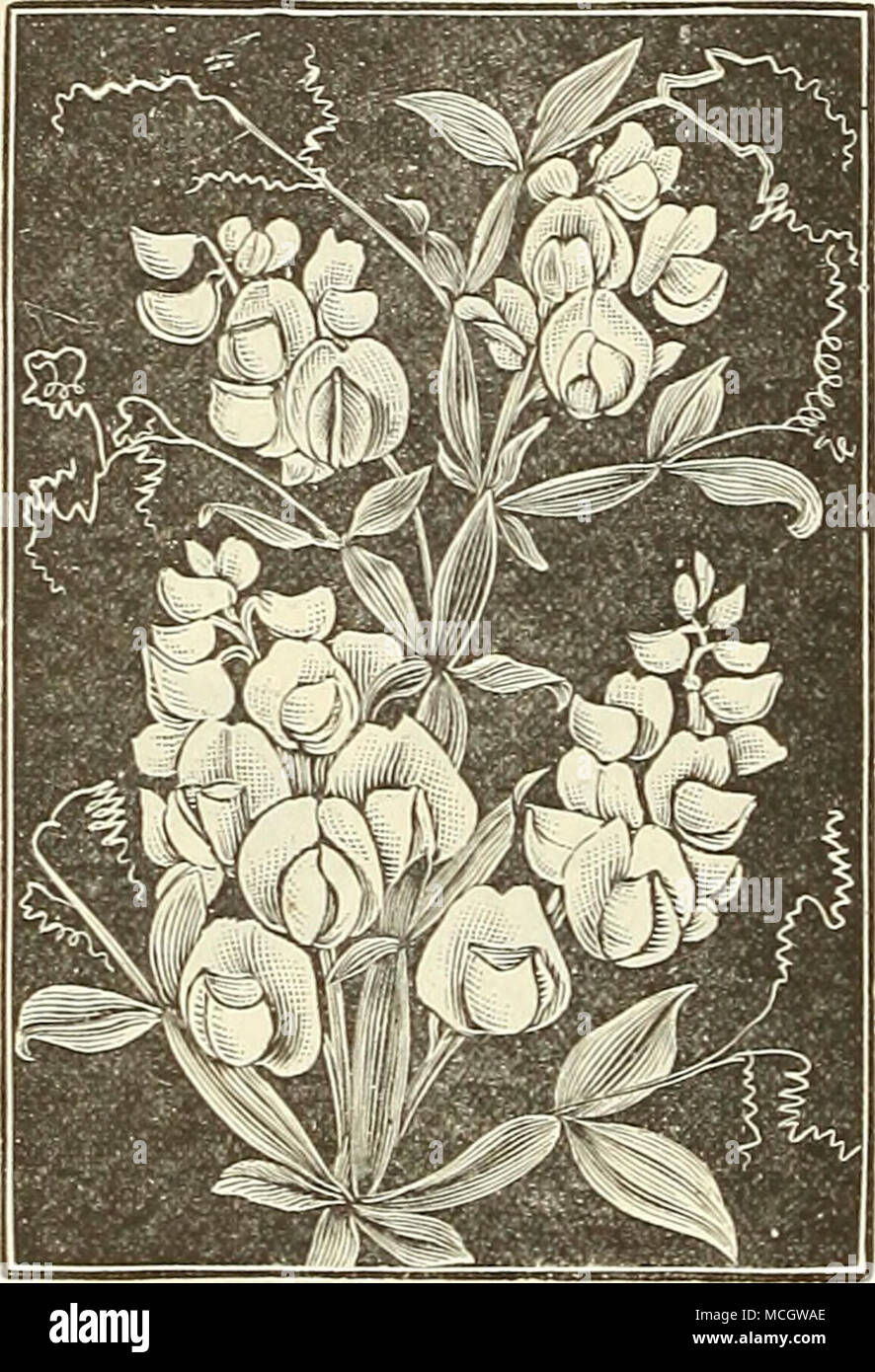 . Whitk Everlasti?;g Pea. LATHYRUS. (Everlasting Pea.) Showy, free flowering |)lants, for covering old stumps, fences, etc. ; hardy jjerennials ; 5 feet. 6010 Latil'olius, .'?lixed. Flowers purple and white ; Peroz., 60 cts 5 6008 Latifolius Alba. Pure wiiite, very desirable....10 LANTANA. One of the most desirable half-hardy perennial green- house or bedding plants. Constantly in bloom; Yerbena- like heads, and changing in hue; 2 to •&quot;&gt; feet. 5990 Mixed 10 LAPAGERIA. A fine herbaceous climber, with large elegant tubular flowers. 5991 Rosea. Bright rose 25 LAVATERA. A distinct species  Stock Photo