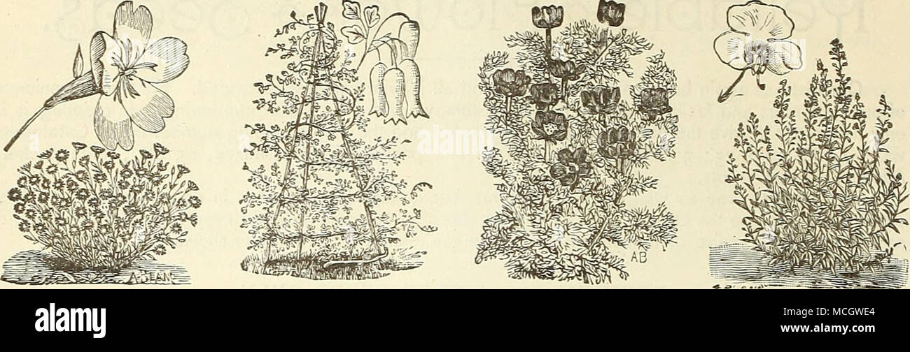 . Agrostemma. Adlumia. Alonsoa. ACANTHUS. A stately and beautiful ornamental plant. From tlie leaf of &quot;Acanthus Mollis,&quot; the capital of the Corinthian column is derived. Growing freely iu any rich, loamy soil. PER PKT. 6015 Mixed. Hardy perennials; height 3 feet 10 ACHILLEA. A very free-blooming plant, of branching habit. Useful for cut-flowers or for planting in cemeteries. Hardy perennial; 18 inches. 5019 Ptarmica Plena. Pure white double flowers 15 ADONIS. (Flos Adonis.) Also known as Pheasant's Eye. Showy hardy an- nuals of easy culture, with pretty fine-cut foliage, and lasting  Stock Photo