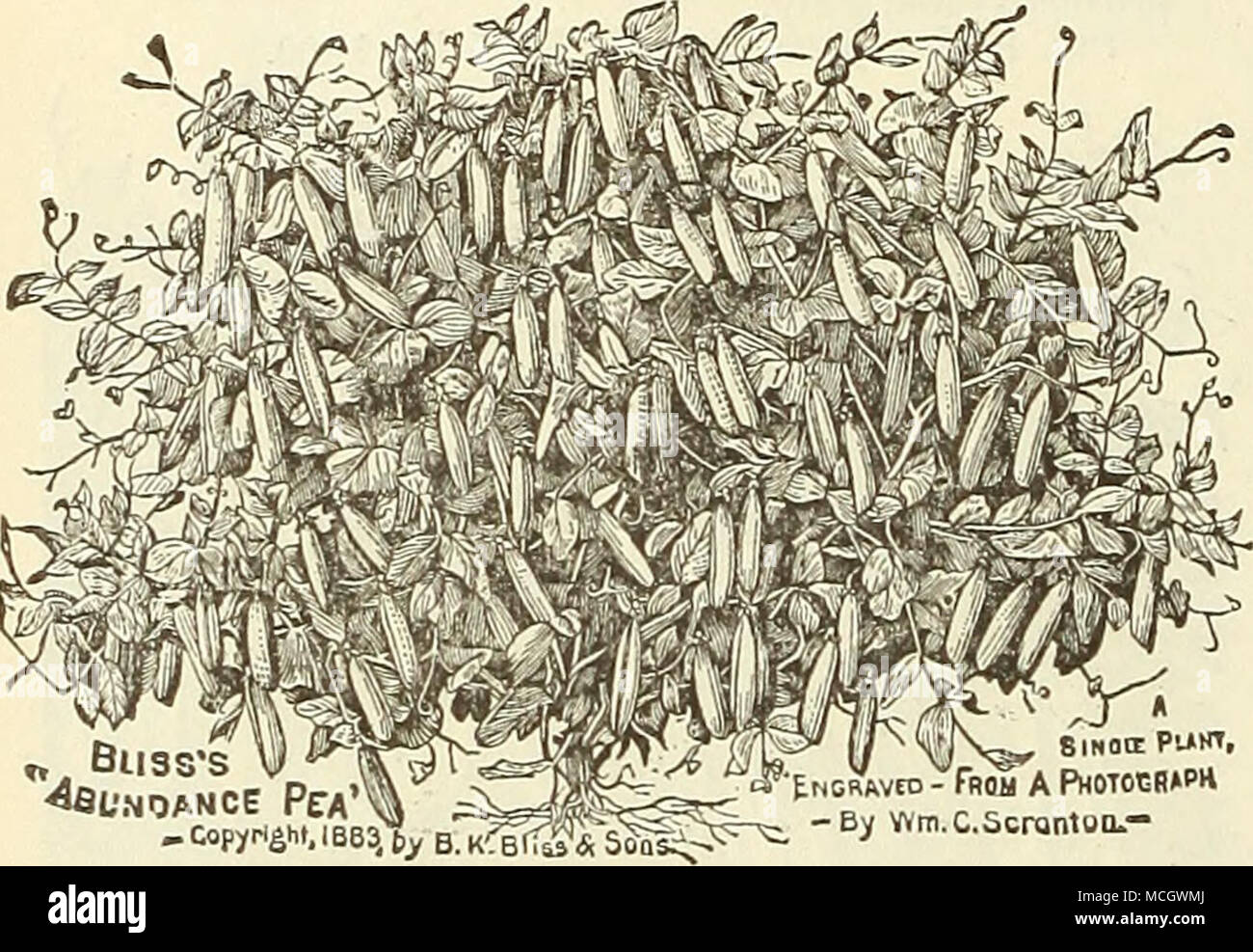 Bliss S A L Soancc Pca Acopyrtaw Lb63 Jy Mcravro R 1m A Phcn H Ba H By Wm C Scrqntoo A Summer Varieties Bliss S Abundance Pods 3 To 3i Inches Long Round And Well Filled Containing 6 To 8