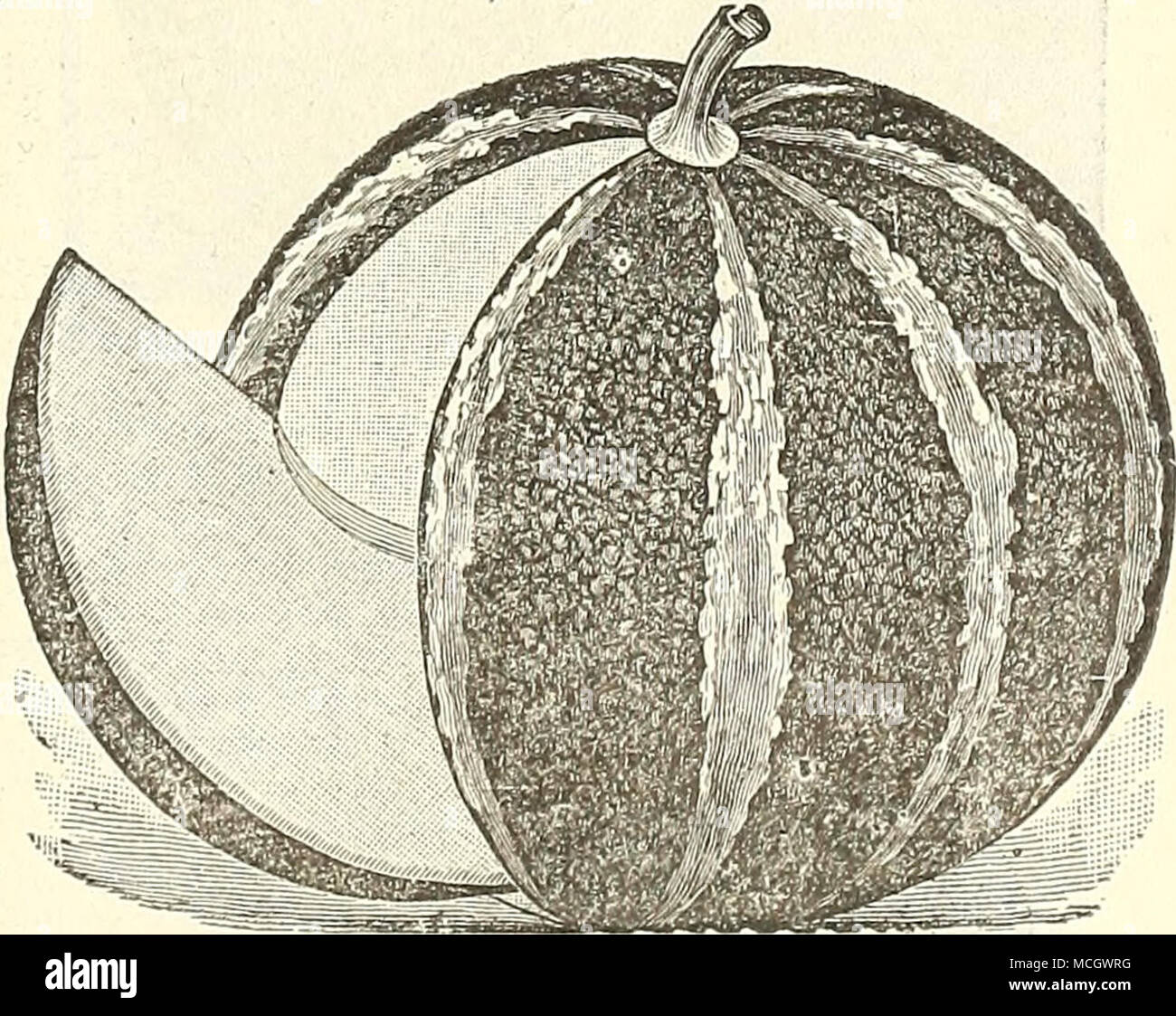 Nutmeg rind hi-res stock photography and images - Alamy
