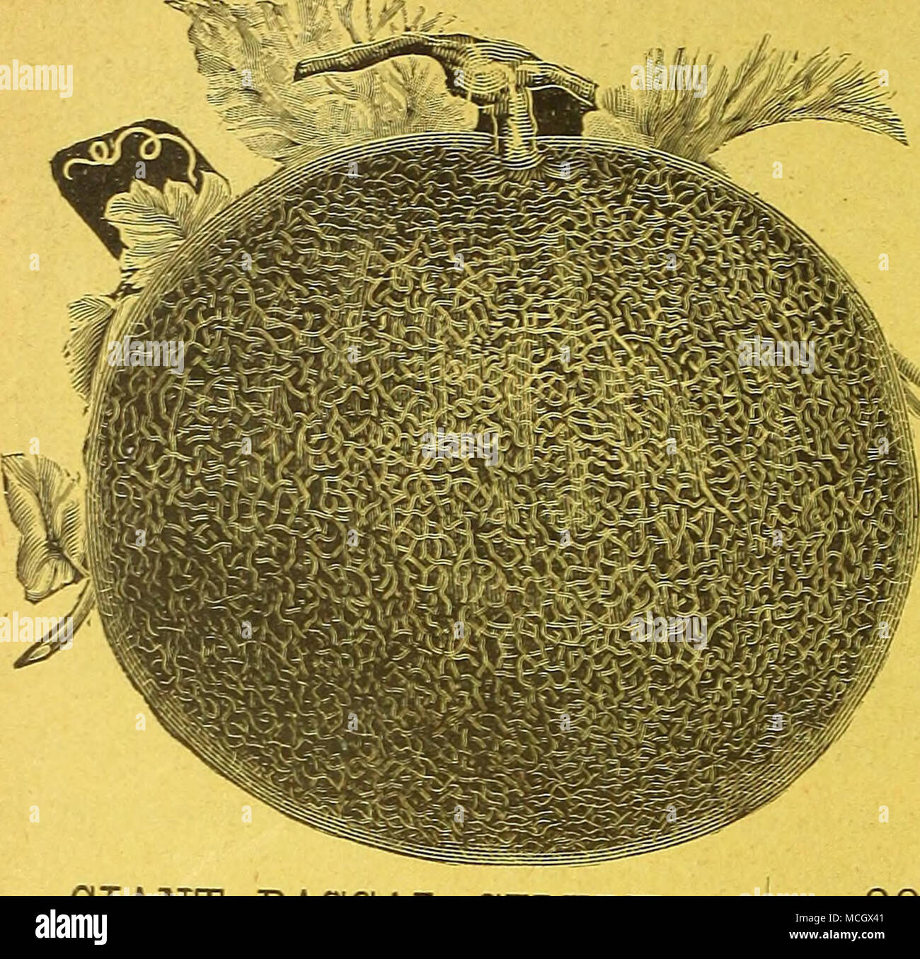 Pascal celery hires stock photography and images Alamy