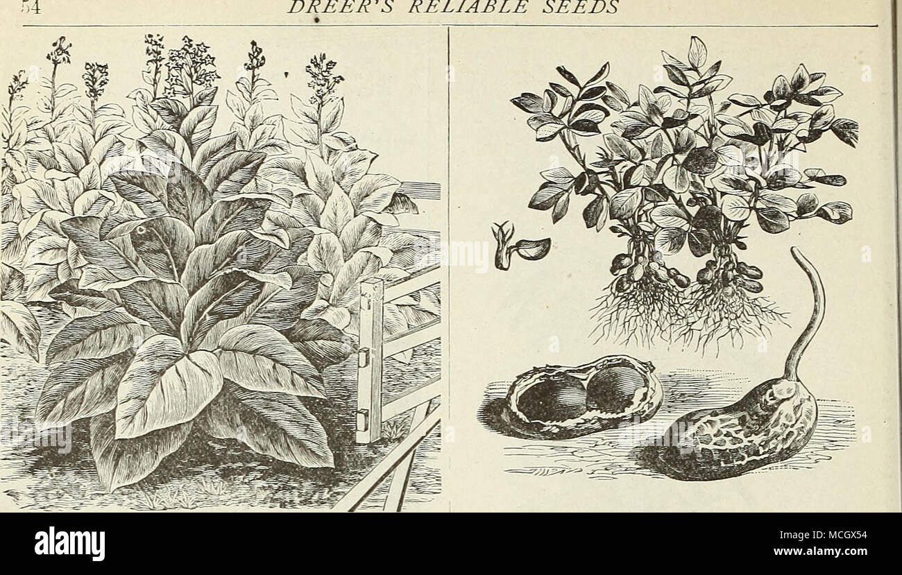 looseleaf tobacco Loose Leaf 2pck
