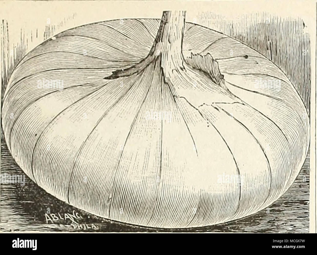 . MAMMOTH SILVER KING. This is the largest of the wliite Italian Onions, and attains an enormous size in one season from seed. This sort is deserving of extensive cultivation, and will be found especially serviceable in the family garden, as it is of mild flavor, attractive appearance and form, and a good keeper. Pkt. 10 cts., oz. 30 ets.,  lb. SI.00, lb. $3.00. Stock Photo