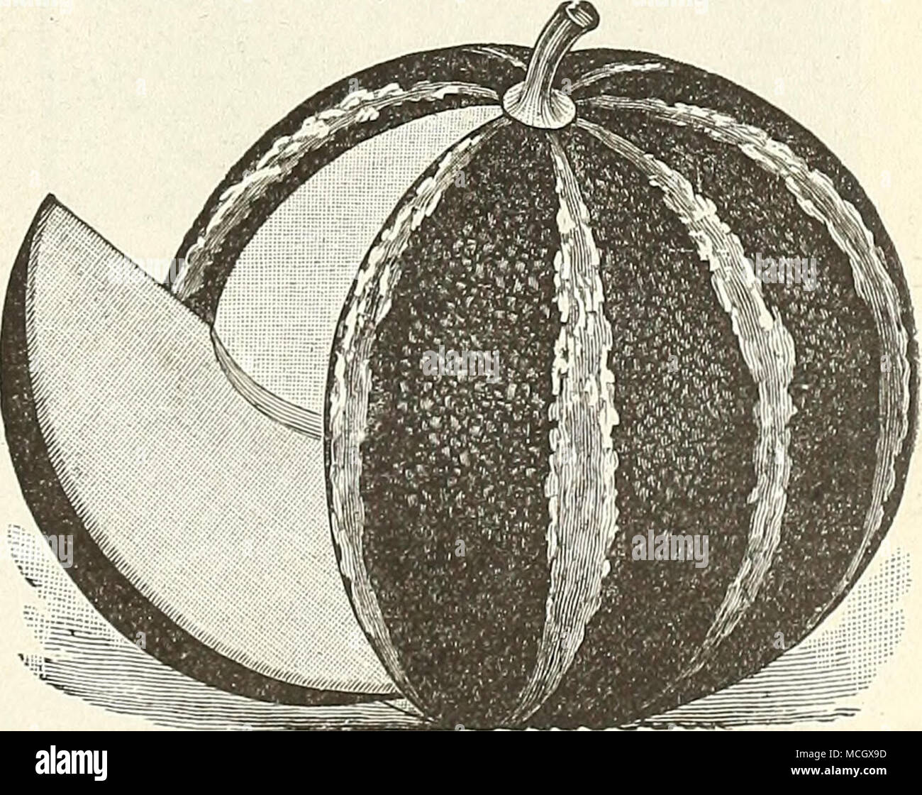 Melon green nutmeg hires stock photography and images Alamy