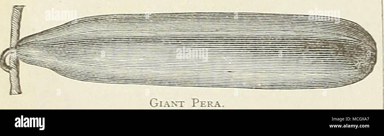 . Gl.NT Pera Giant Pera. A long, smooth, straight, dark green cu- cumber, attaining a length of IS inches. Flesh white, crisp, tender, and free from all bitterness. It requires a rich soil and to be grown quickly in order to bring it to perfection. Pkt. 10 cts., oz. 20 cts., J lb. 60 cts., lb. $2.00. Small Gherkin, or Burr. Also known as the West India or Jerusalem Pickle; used only for pickling. Pkt. 5 cts., oz. 25 cts., i lb. 75 cts.,&quot; lb. $2..50. Ekfckt W.-vter Ckess. CRESS. Garten laid Brunnen Kres:se, Gf.r. Cresson, Fe. Mas- tuerzo 0 Lejndio, SP. Sow thickly in shallow drills, early Stock Photo