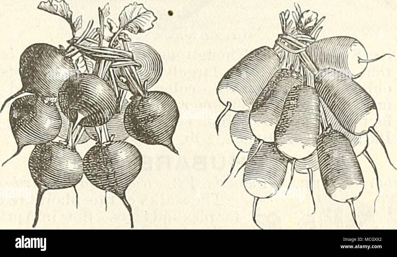 turnip drawing shading