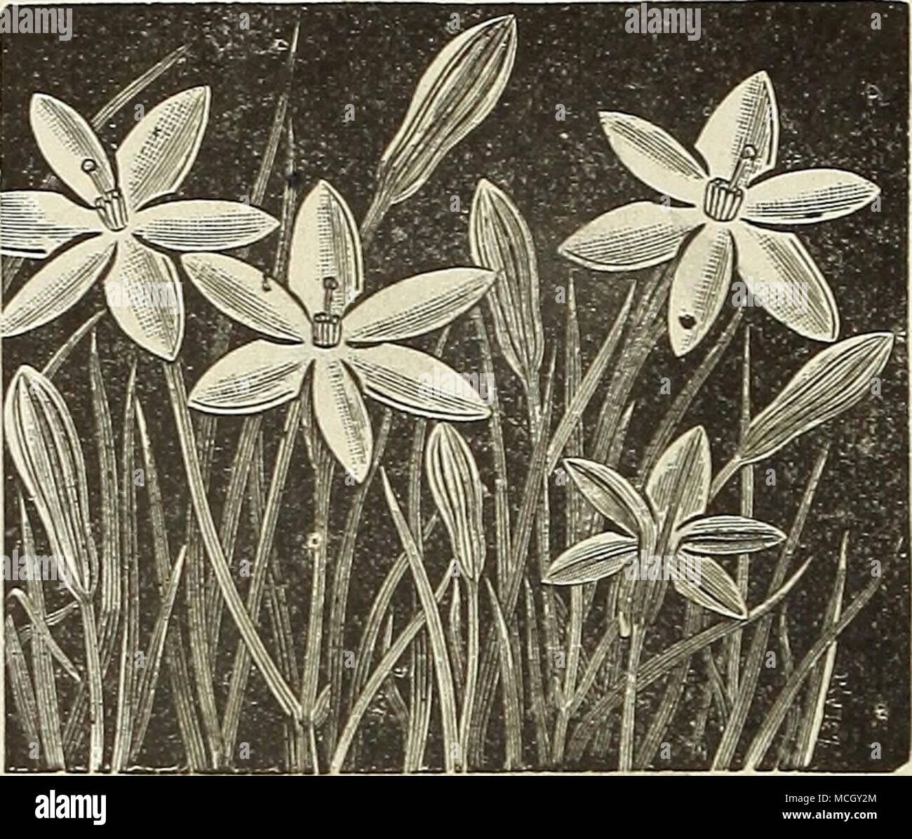 Milla Biflora Mexican Quot Star Of Bethlehem Quot One Of The Loveliest And Most Desirable Bulbs The Flowers Are Nearly 2a Inches In Diameter Of A Pure Waxy White Color And Usually