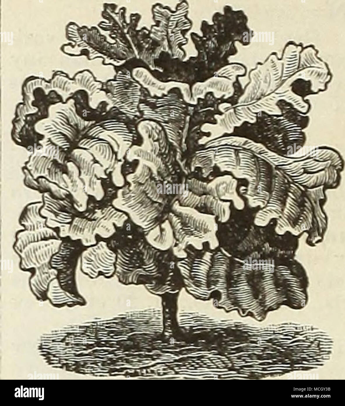 . Corn Salad. Large Seeded. Large leaved, the best variety for mar- ket purposes. Pkt., 5 cts., oz. 10 cts.,  lb. aO cts. COLLARDS. True Georgia, or Creole. i lb. 60 cts. COLLARDS. Blatter-Khol, Gee. Chou-cahus, Fr. Cabu o Variedad de Col, Sp. Used as a substitute for Cabbage in j)ortions of the Sonth where it is almost impossible to succeed in raising cab- bage-heads. Sow from June to August for a sucees.sion, and culti- vate the same as Cab- bage; when large enough transplant in rows 1 foot apart each way, and hoe fre- quently. Pkt. 5 cts., OE. 20 cts., Gurken, Ger. Concomhre, Fr. Fepino, S Stock Photo
