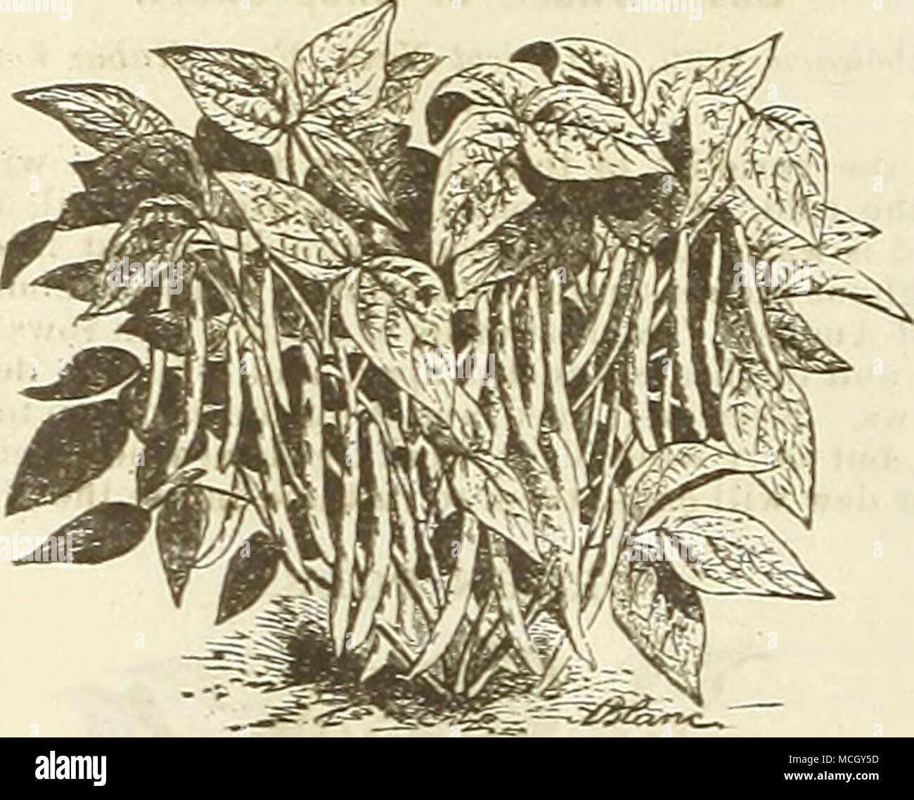 Black wa one best varieties hi-res stock photography and images - Alamy