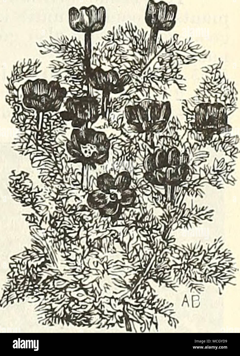 . Adlumia. Adonis. ^&amp;7*.::,:.m;.,...i?*' V*^.... Abronia. Abutilon. ACACIA. Elegant greenhouse shrubs, having fine ornamental foliage, and beautiful racemes of various shades of yellow ADONIS. (Flos Adonis.) Also known as Pheasant's Eye. Showy hardy an- nuals of easy culture, with pretty fine-cut foliage, and last- ing a long time in bloom. 5031 A. jEstivalis. Dark crimson flowers, with a lighter centre; 1 foot 5 AGAPANTHUS. (African Lily.) Bulbous-rooted, with evergreen foliage and large heads of small blue flowers. The roots can be preserved globular flowers. Soak the seed in warm wate Stock Photo