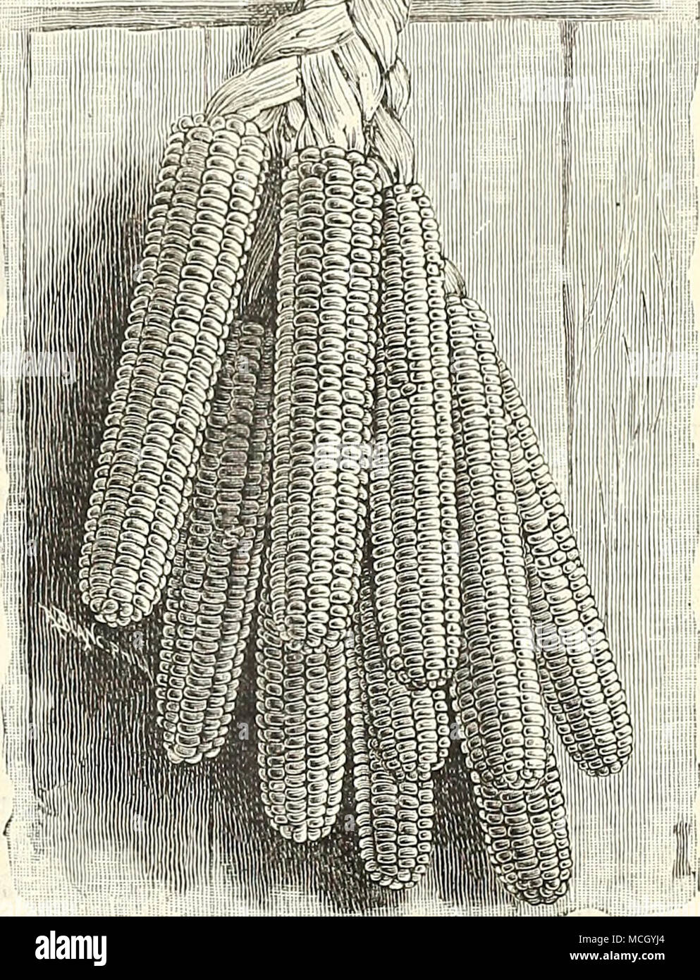 picture 4 Ears Of Corn Per Stalk alamy