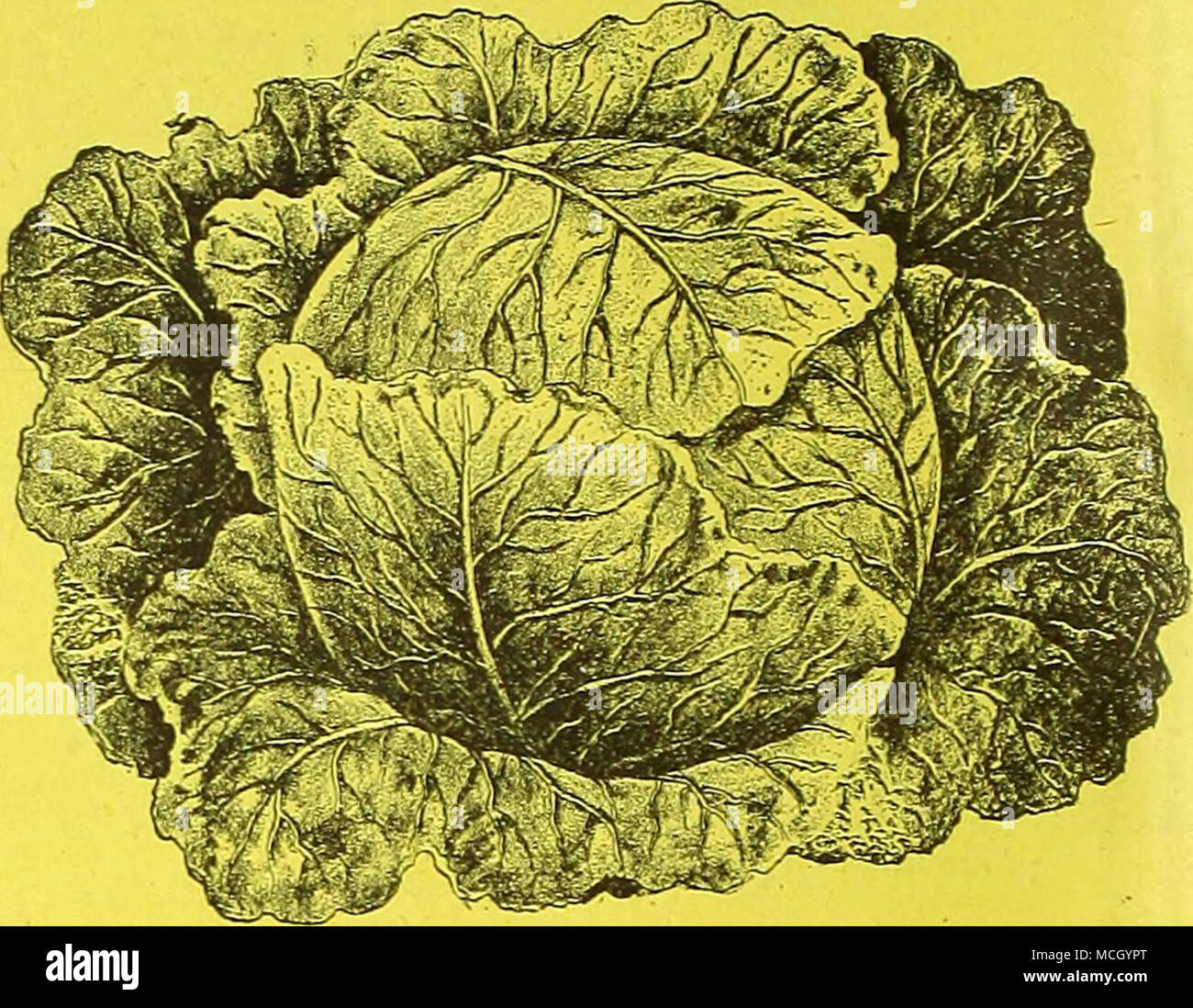 Drumhead cabbage hires stock photography and images Alamy