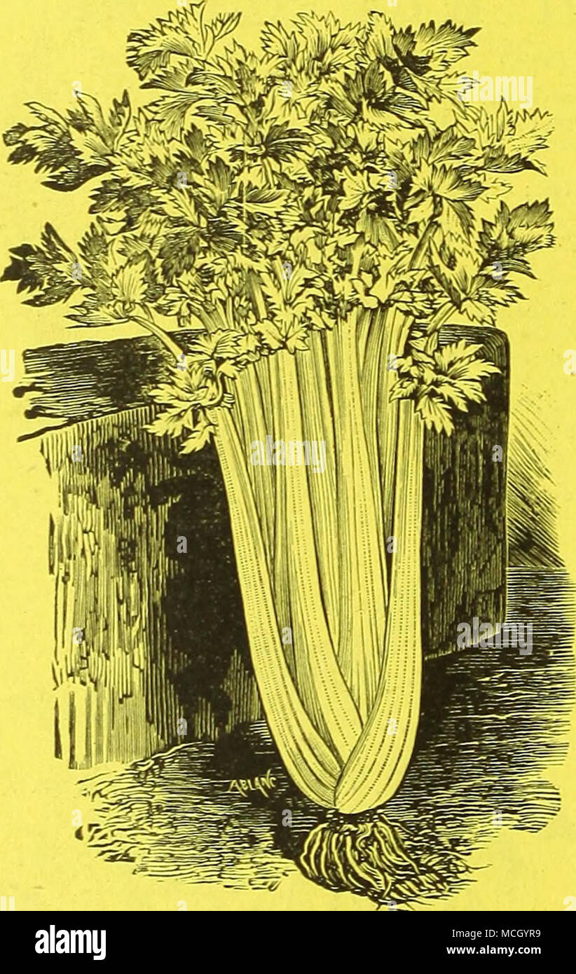 . GOLDEN SELF-BLANCHING CELERY. • A fitting companion for the White Plume, as it requires no more labor than that sort and makes a pretty contrast. The heart is a rich gold yellow, while the outer leaves are a yellowish white. It is of compact, dwarf habit, an excellent keeper and of rich, nutty flavor. Pkt., 15 cts.; 2 for 25 cts.; oz., 75 cts. NEW ROSE CELERY. In this variety we have a combination of the best quali- ties of Celery. The red sorts far surpass the white in flavor and possess in their coloring a feature which renders them valuable as a table ornament. This sort should be largely Stock Photo